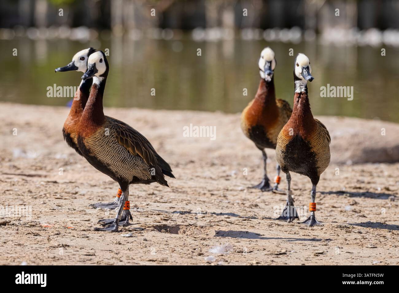 Primo piano di un gruppo di anatre fischianti dalla faccia bianca che camminano sul bordo delle acque Foto Stock