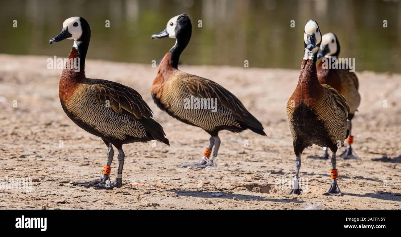 Primo piano di un gruppo di anatre fischianti dalla faccia bianca che camminano sul bordo delle acque Foto Stock