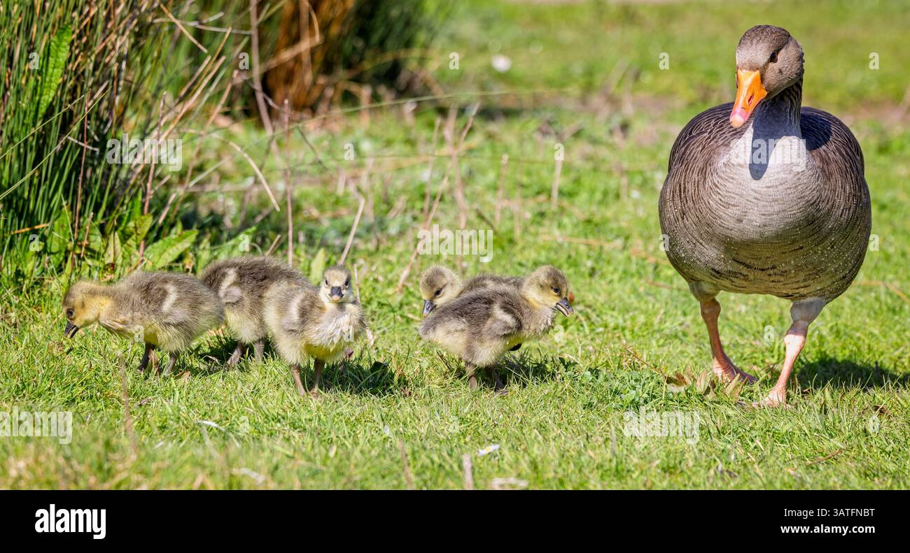 Primo piano di un Greylag Goose adulto con un gruppo di tirapiedi molto giovani Foto Stock