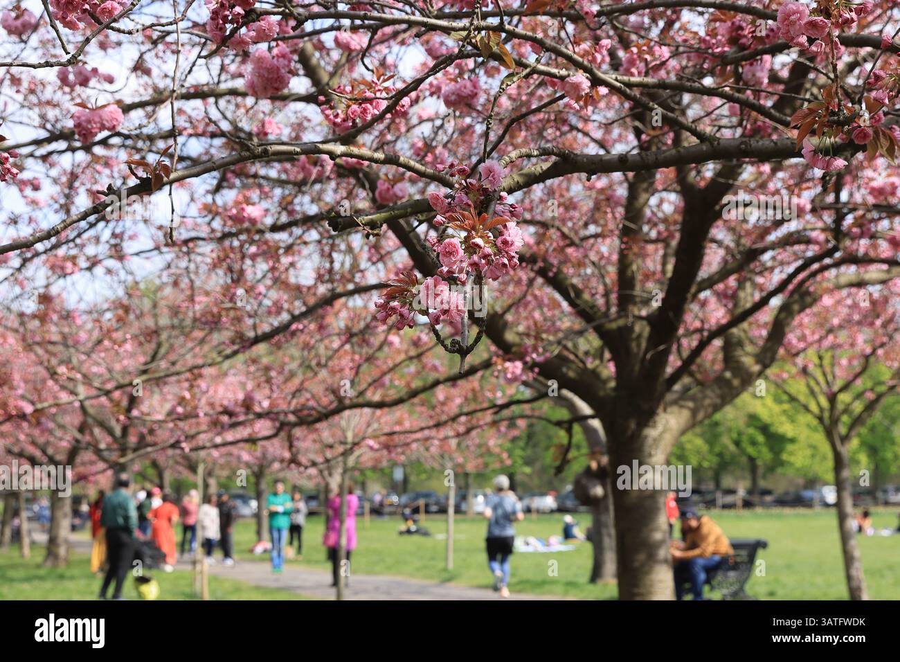 Famoso luogo fotografico, l'arco primaverile in fiore di ciliegio a Greenwich Park, che conduce alla Villa georgiana, Ranger's House, a Londra, Regno Unito Foto Stock