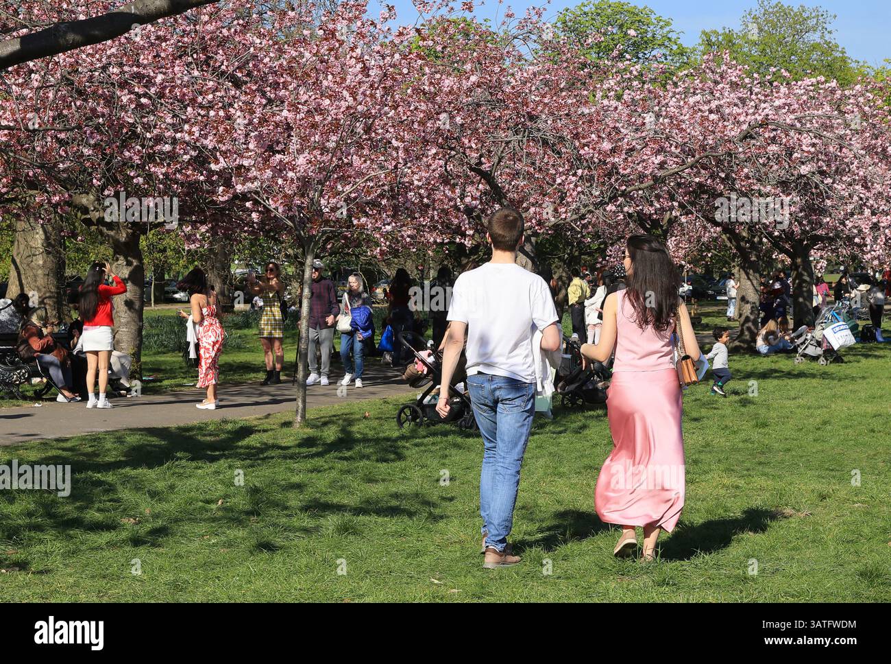 Famoso luogo fotografico, l'arco primaverile in fiore di ciliegio a Greenwich Park, che conduce alla Villa georgiana, Ranger's House, a Londra, Regno Unito Foto Stock
