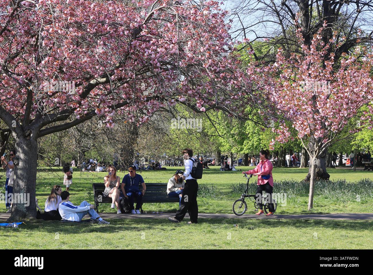 Famoso luogo fotografico, l'arco primaverile in fiore di ciliegio a Greenwich Park, che conduce alla Villa georgiana, Ranger's House, a Londra, Regno Unito Foto Stock