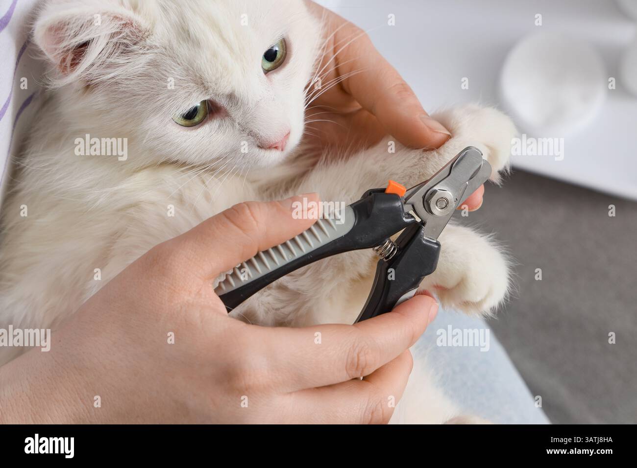 Donna che taglia morbidi artigli di gatto a casa, primo piano Foto Stock