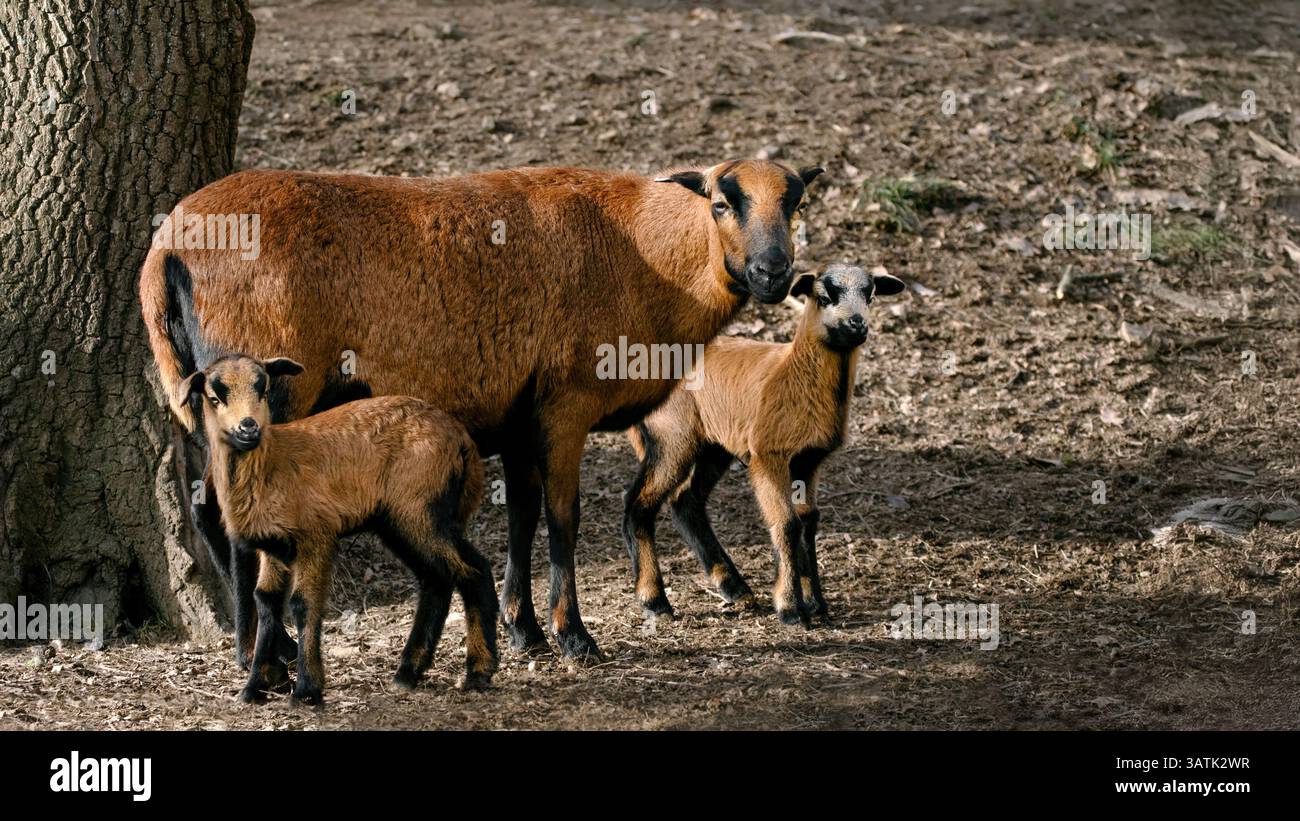 Una pecora nana del Camerun con i suoi due agnelli (Ovis gmelini aries) che guardano nella telecamera, 16:9 Foto Stock