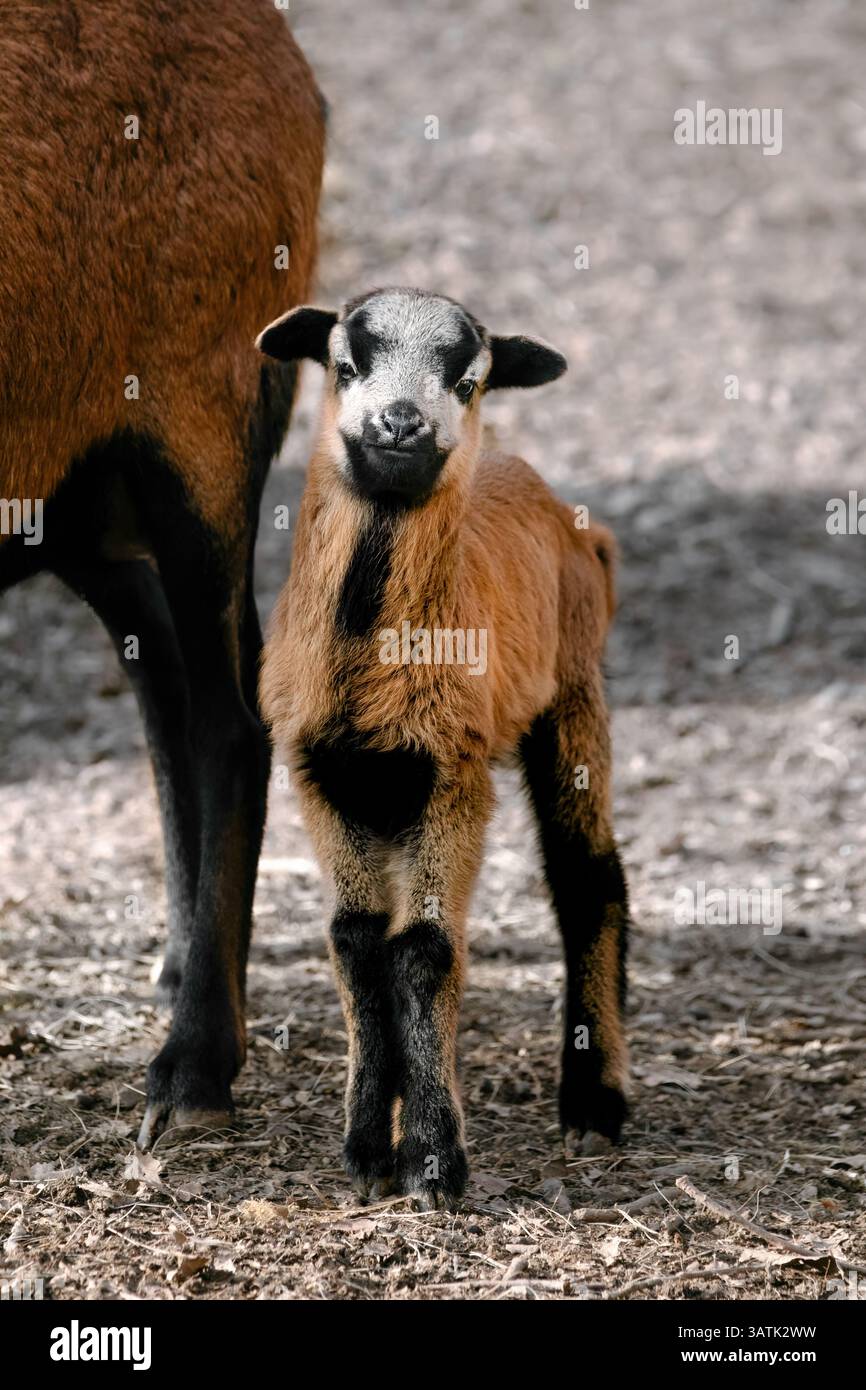 Un nano del Camerun agnello pancia nera (Ovis gmelini aries) che guarda verso la telecamera, verticale Foto Stock