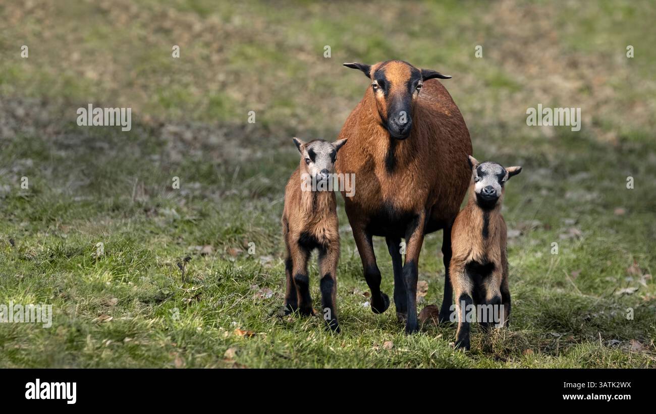 Una nana camerunese pecora panciuta nera con i suoi due agnelli (Ovis gmelini aries) che camminano verso la telecamera, 16:9 Foto Stock
