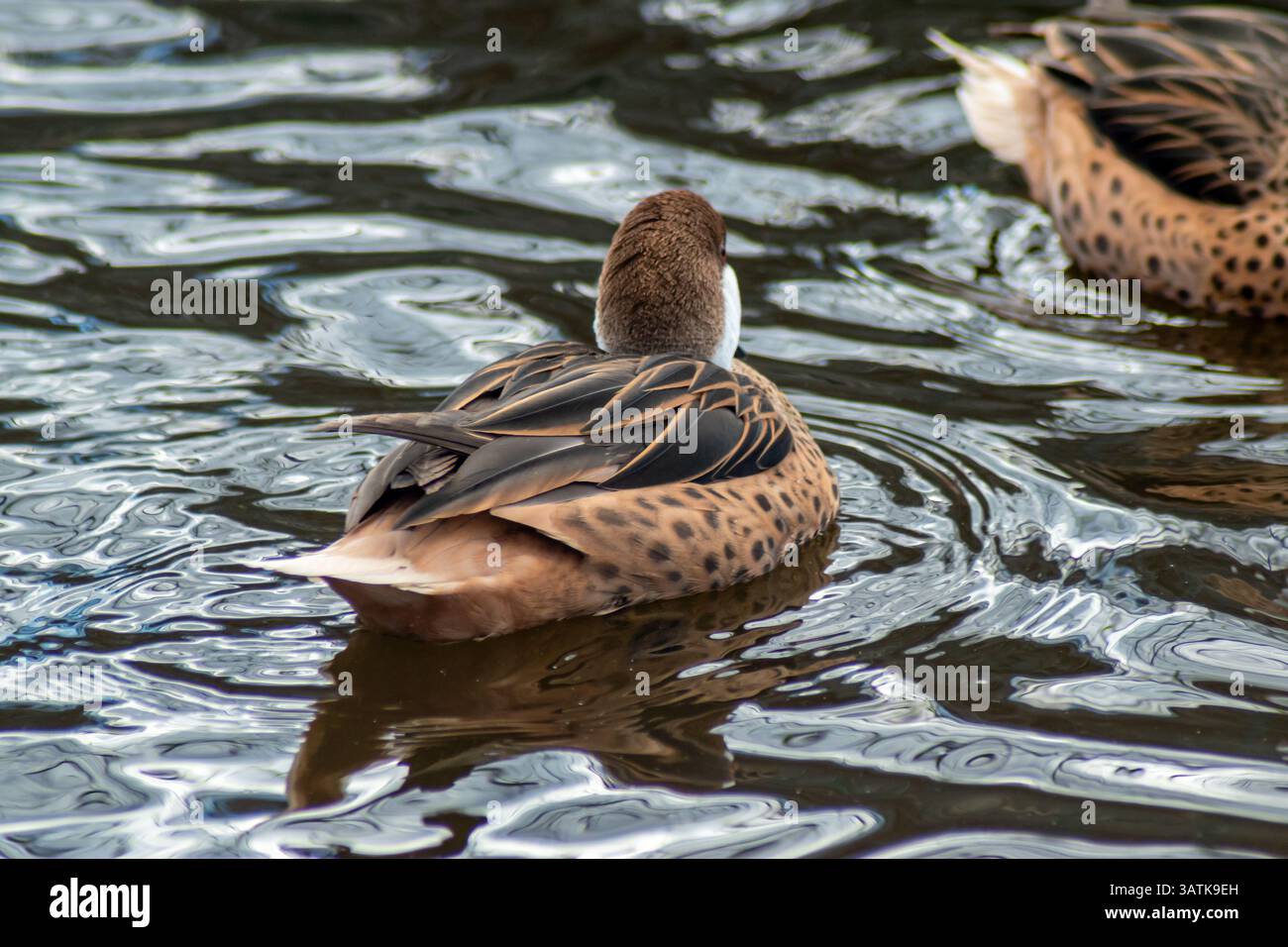 Anatra marrone e bianca con segni neri che nuotano in acqua increspata con riflessi di luce Foto Stock