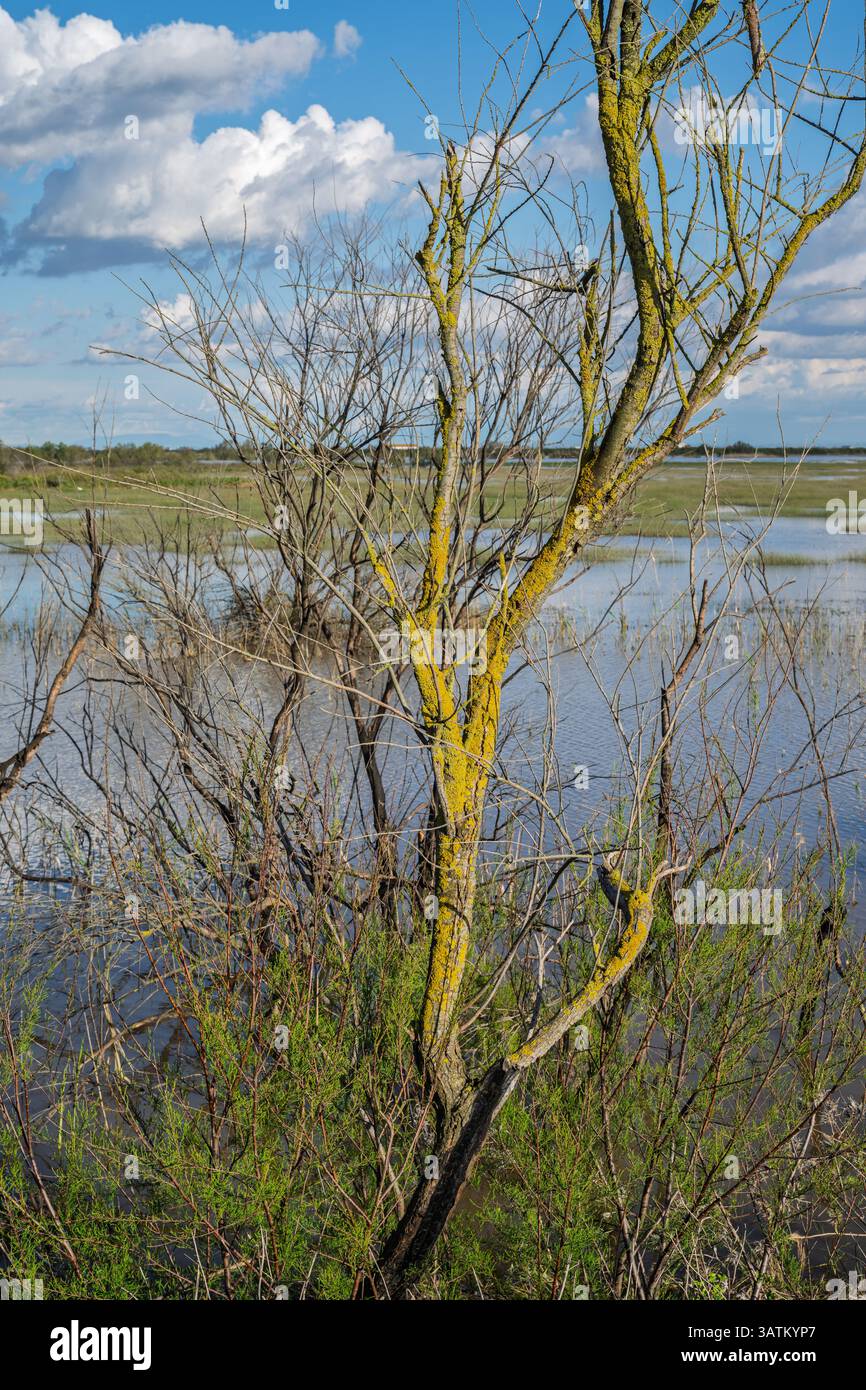 Brazo de la Torre a Doñana, in Andalusia, mostra livelli d'acqua elevati che inondano il paesaggio a causa delle forti piogge, alterando l'habitat naturale. Foto Stock
