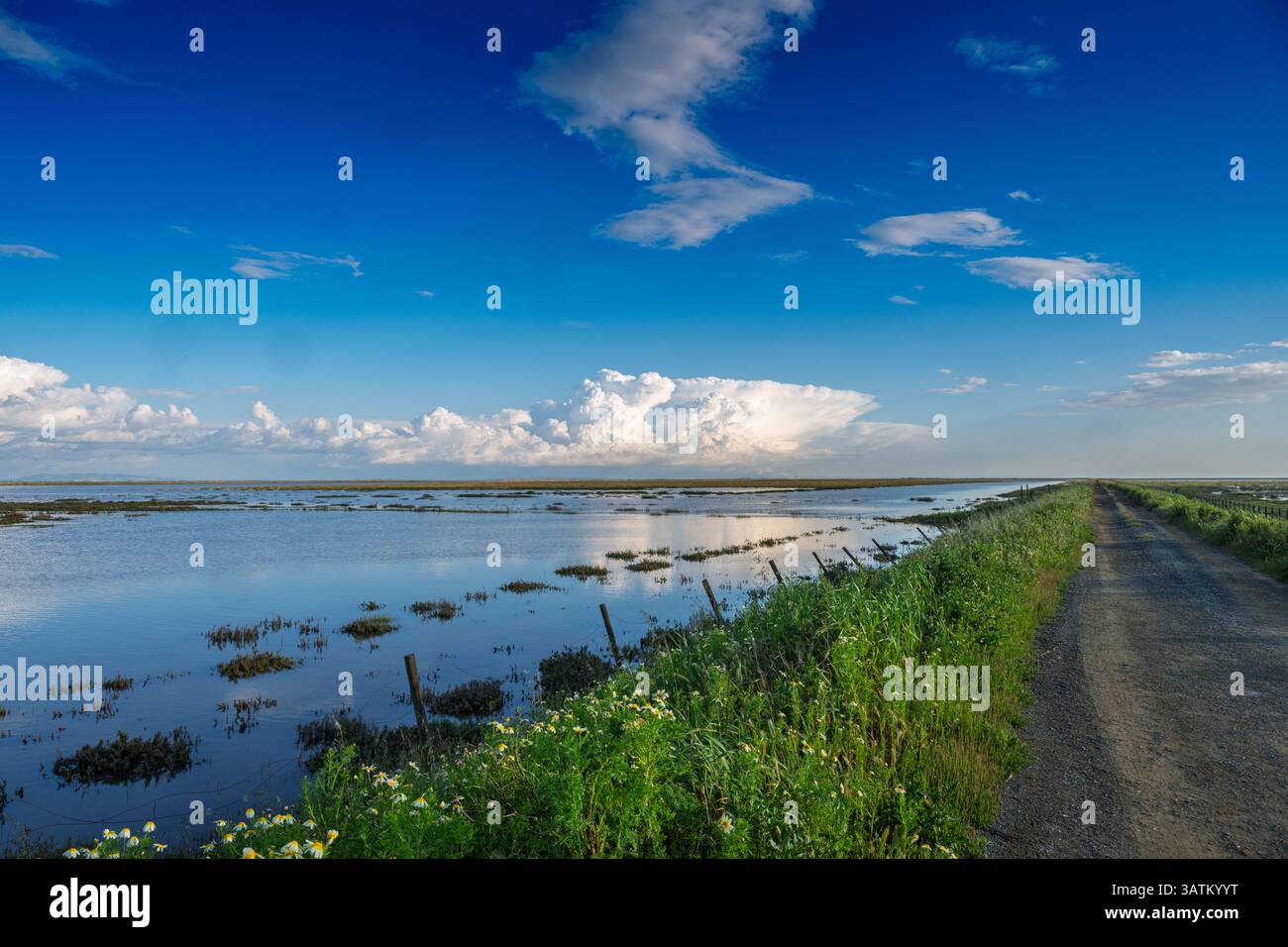 Una pista sterrata corre accanto a Caño Travieso, mostrando le tranquille zone umide del Parco Nazionale di Doñana in Andalusia sotto un cielo vibrante. Foto Stock