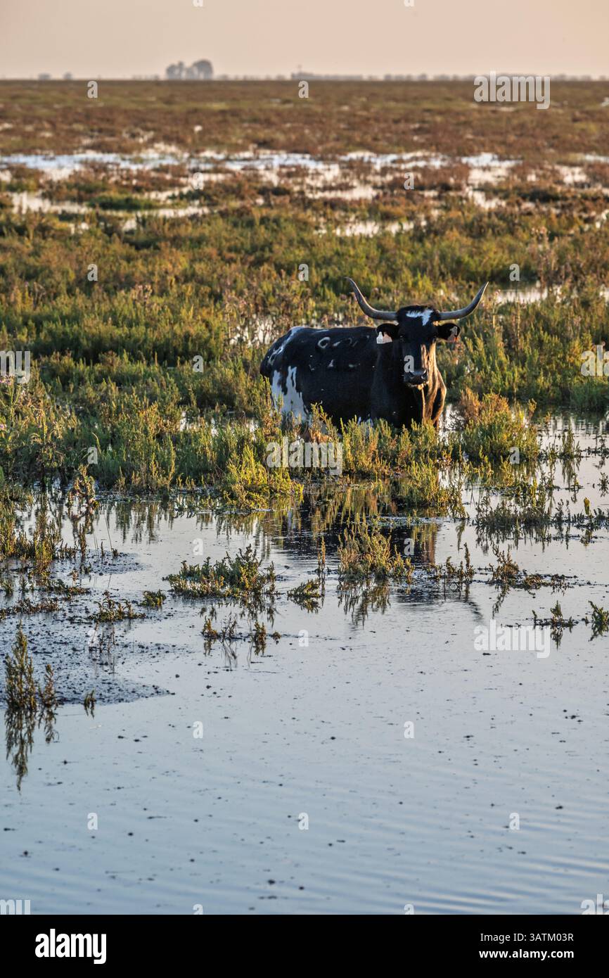 Nel Parco Nazionale di Doñana, una mucca marismeña pascolava pacificamente in un lucio allagato, circondato da vegetazione umida stagionale e acqua. Foto Stock