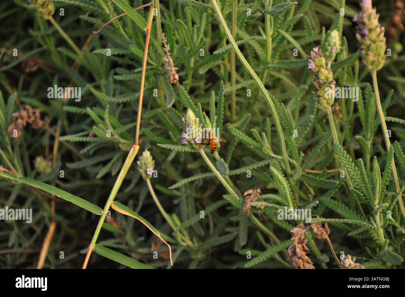 Un primo piano di un'ape appollaiata su un vivace fiore di lavanda, inondata da una luce calda e dorata, che mette in risalto la tonalità arancione dell'ape e i dettagli vivaci. Foto Stock