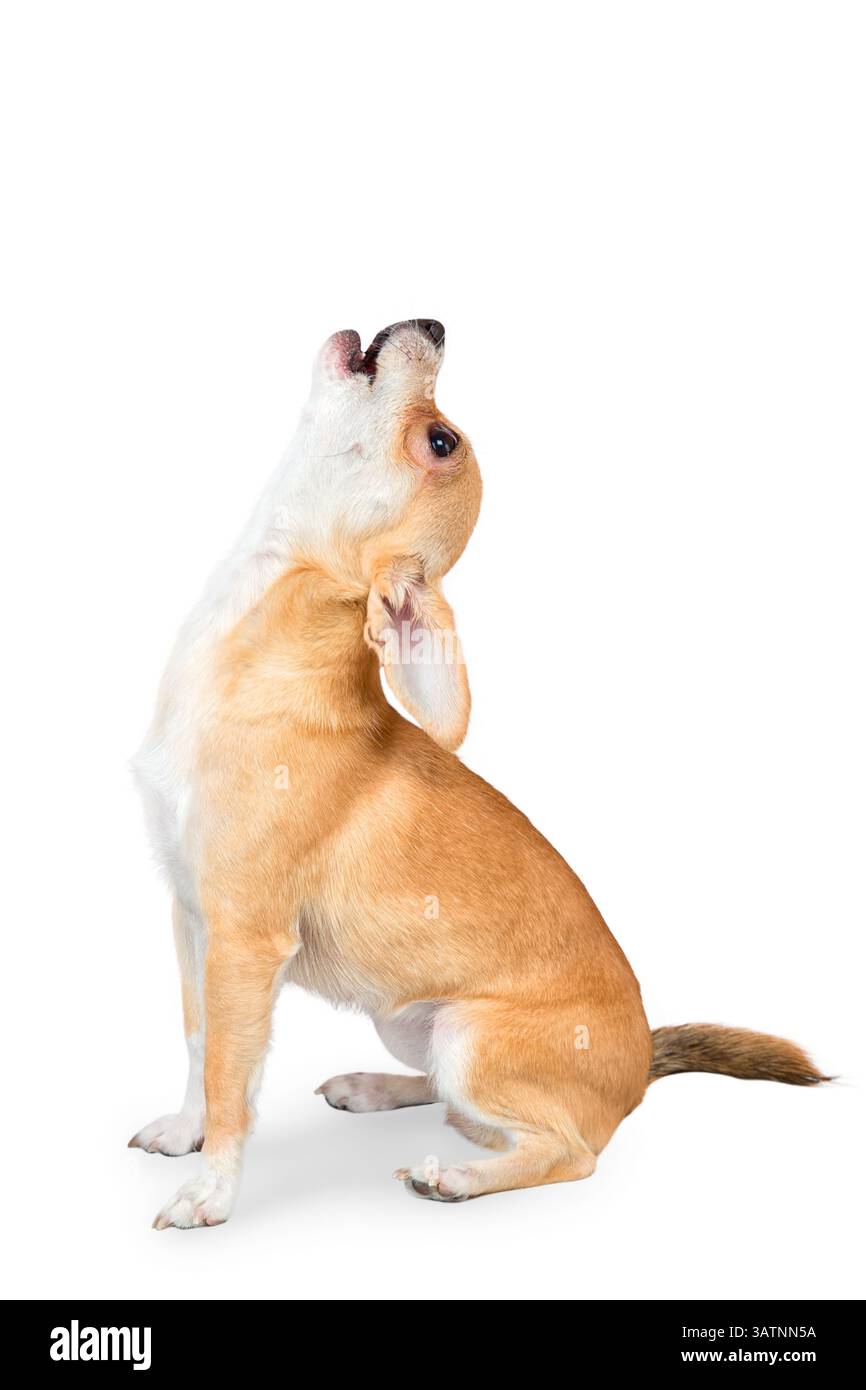 Piccolo Cane chihuahua seduto sul pavimento isolato su sfondo bianco Foto Stock