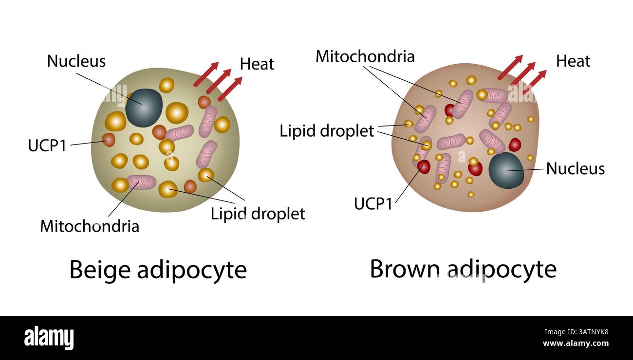 Struttura delle cellule grasse marrone e beige, illustrazione. Le cellule grasse brune hanno più piccole goccioline lipidiche (multiloculari), un nucleo centrale e molti mitochi Foto Stock