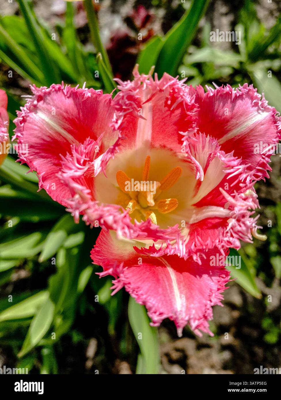 Tulipani bianchi e rosa con frange in pieno fiore Foto Stock