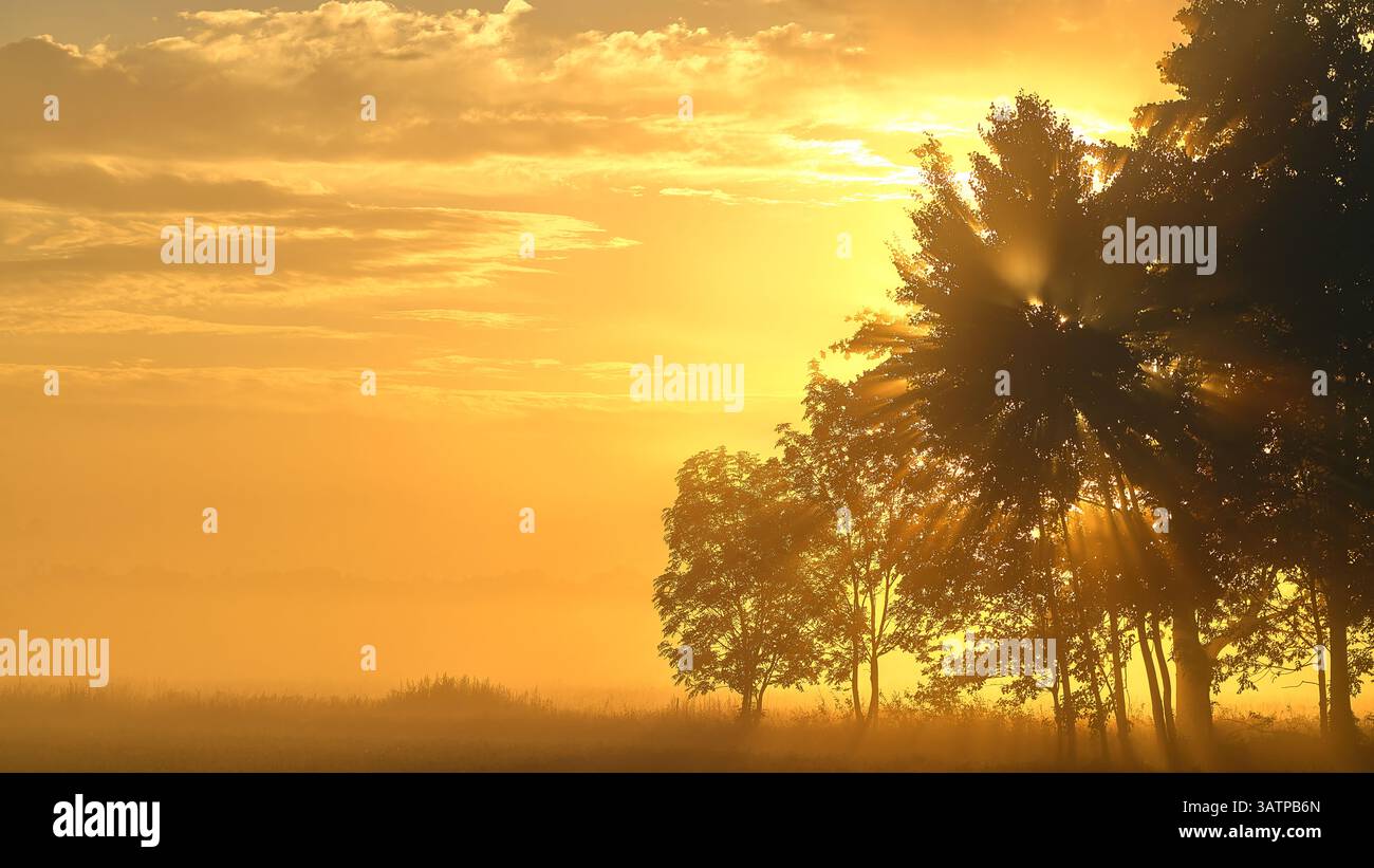 atmosfera dorata al mattino sul paesaggio prato con alberi Foto Stock