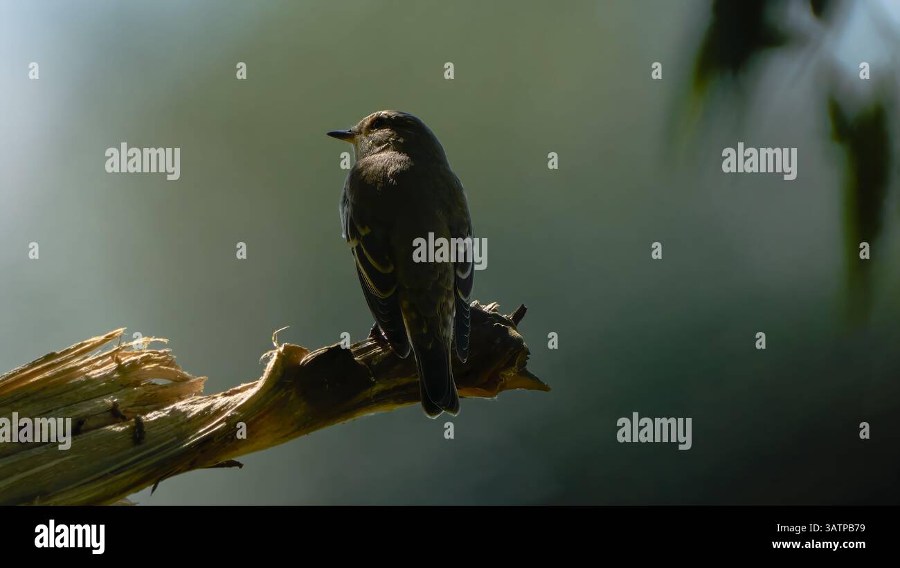 Uccello sul ramo, guardarsi intorno, leggermente irradiato dalla luce del sole Foto Stock