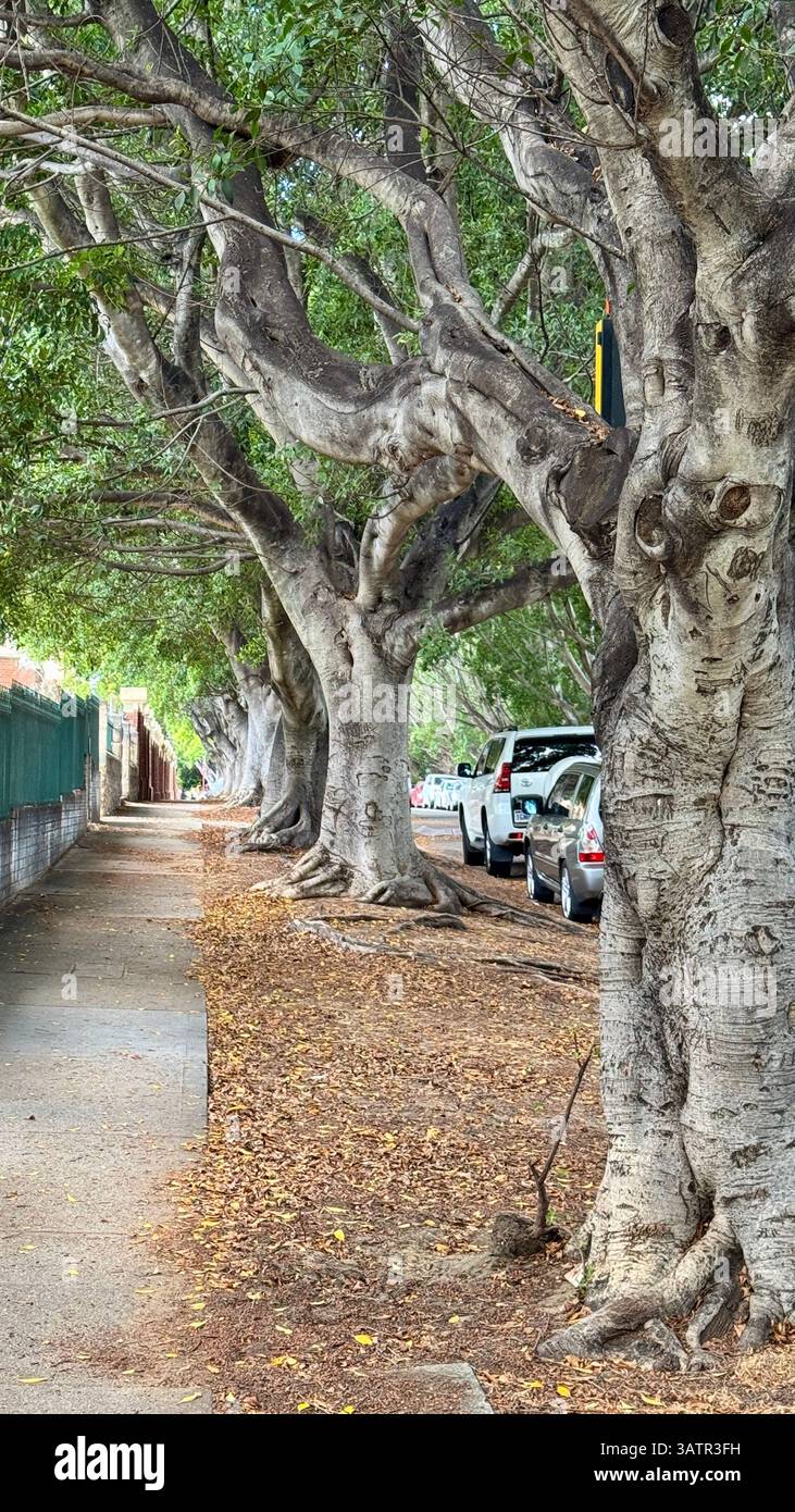 Alberi di fichi australiani di Banyan o Moreton Bay che crescono sul bordo della strada in una strada suburbana di Perth, Australia Occidentale - Immagine stock catturata con smartphone
