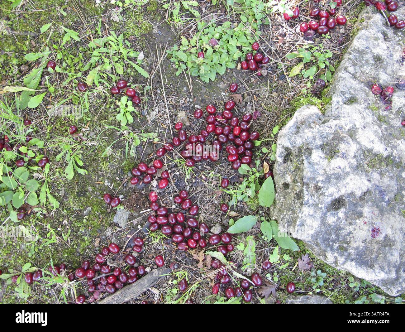 Ciliegie corneliane mature cadute dall'albero al suolo Foto Stock