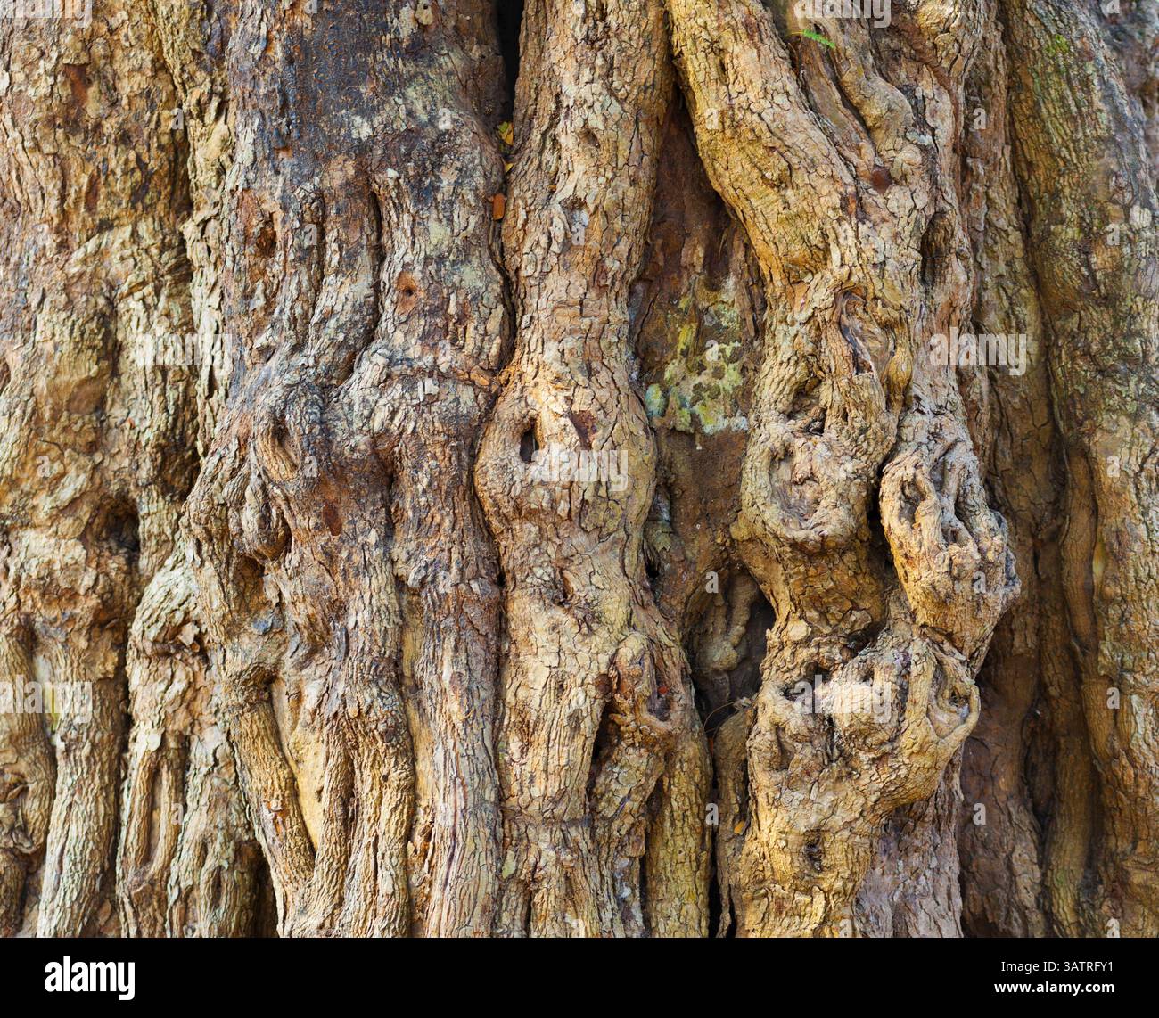 Corteccia di alberi noiosa, primo piano, struttura o sfondo Foto Stock
