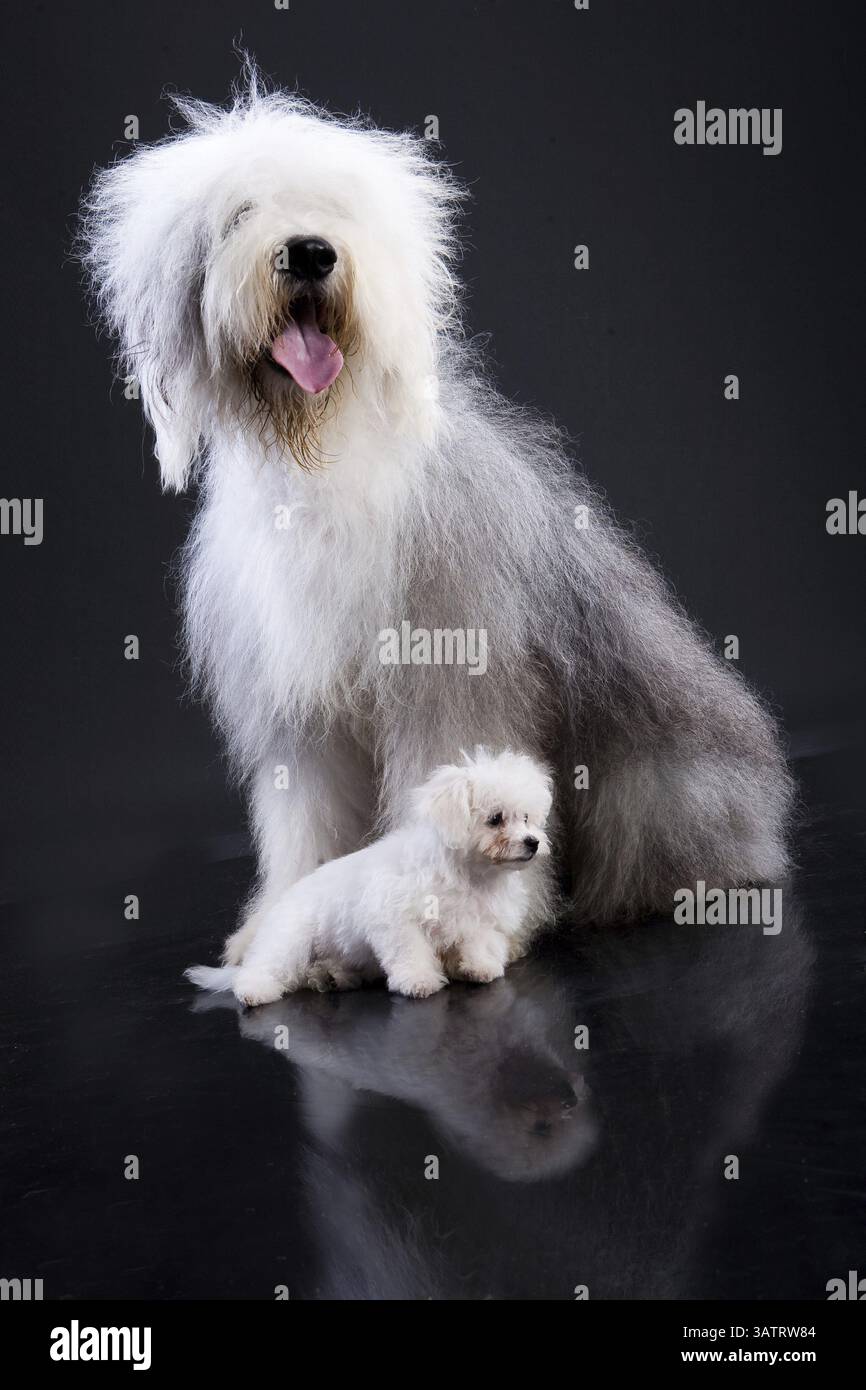 Bob e piccolo cane maltese su sfondo nero, Novosibirsk, Russia, Europa Foto Stock