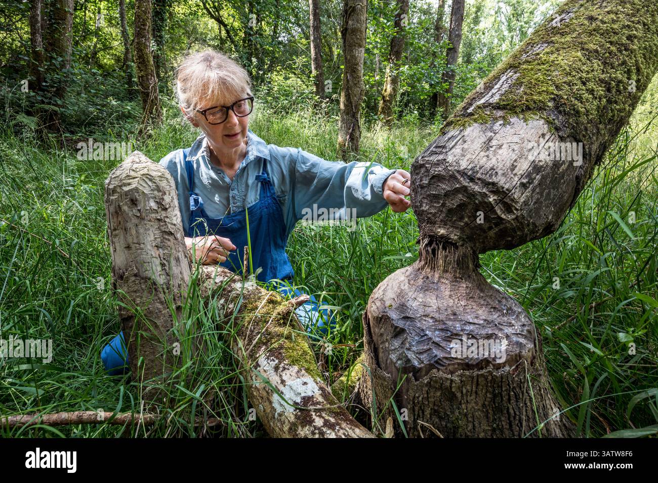 Beaver Impact; Woman Looking at Tree Impact; UK Foto Stock