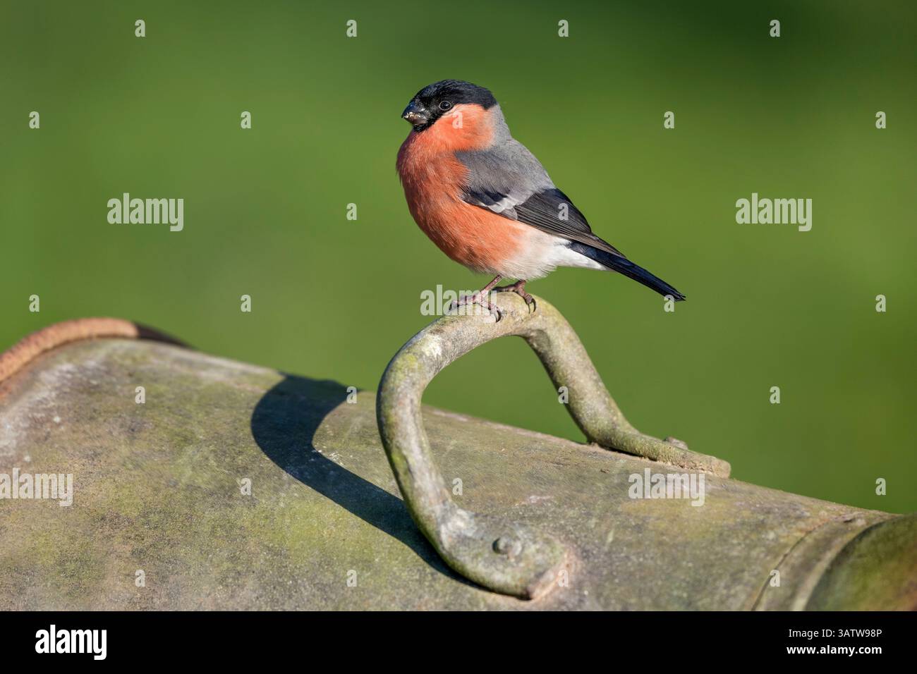 Bullfinch; Pyrrhula pyrrrhula; maschio; Regno Unito Foto Stock