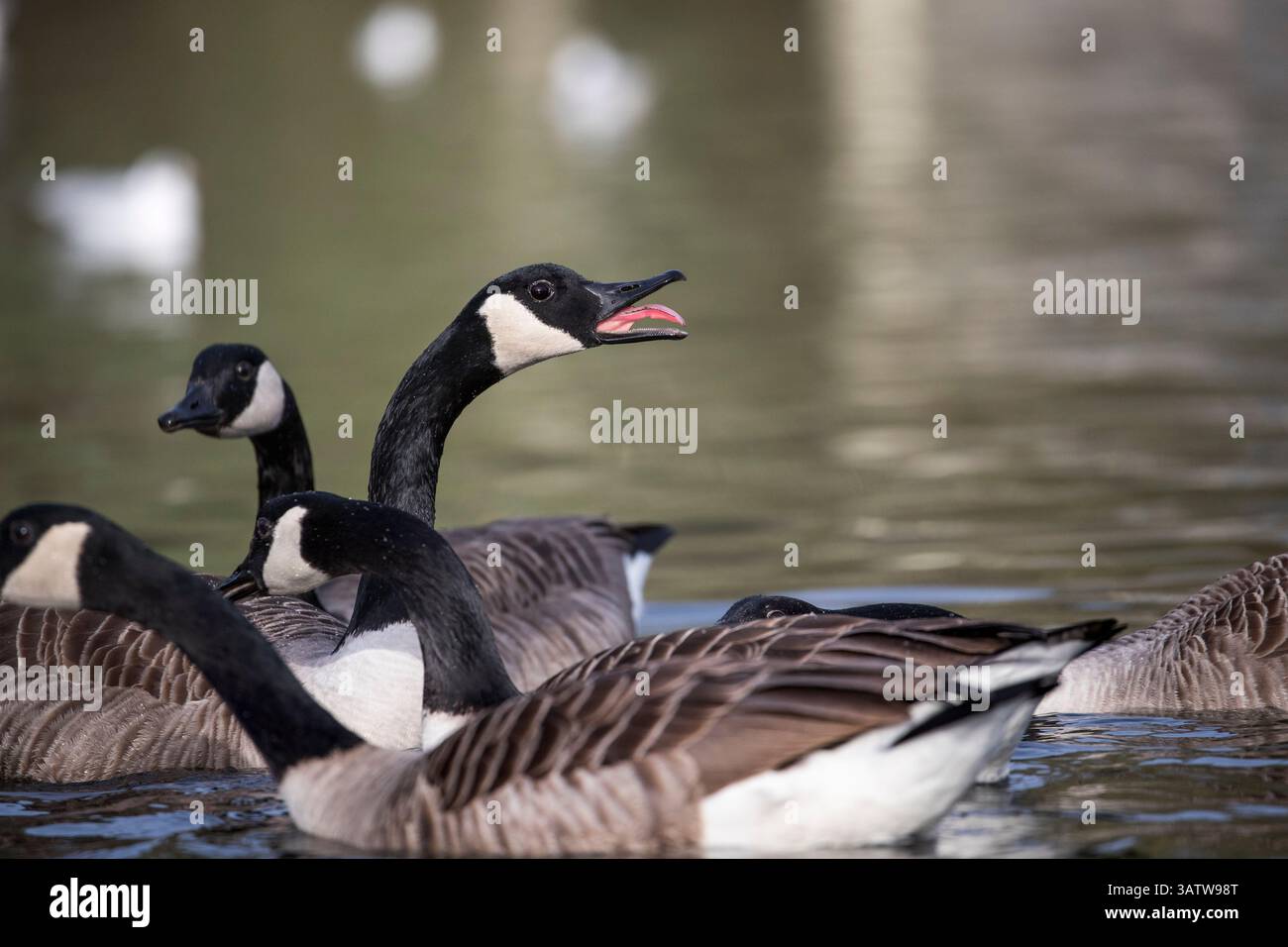 Canada Goose; Branta canadensis; chiamante; Regno Unito Foto Stock