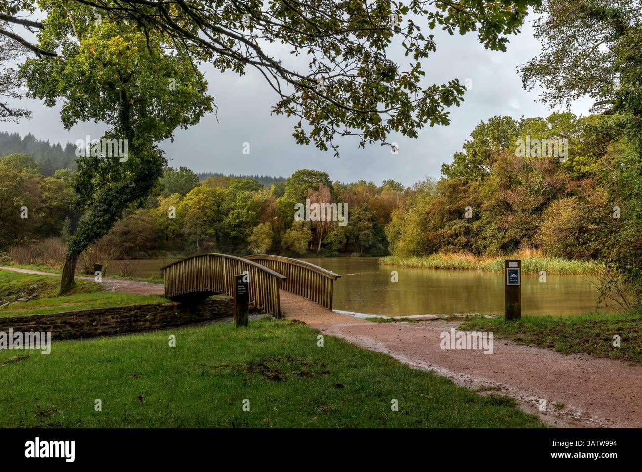 Cannop Ponds; Forest of Dean; Regno Unito Foto Stock