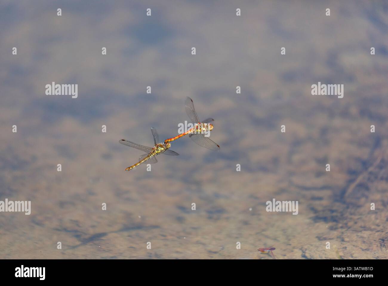 Common Darter Dragonfly; Sympetrum striolatum; Flight; UK Foto Stock