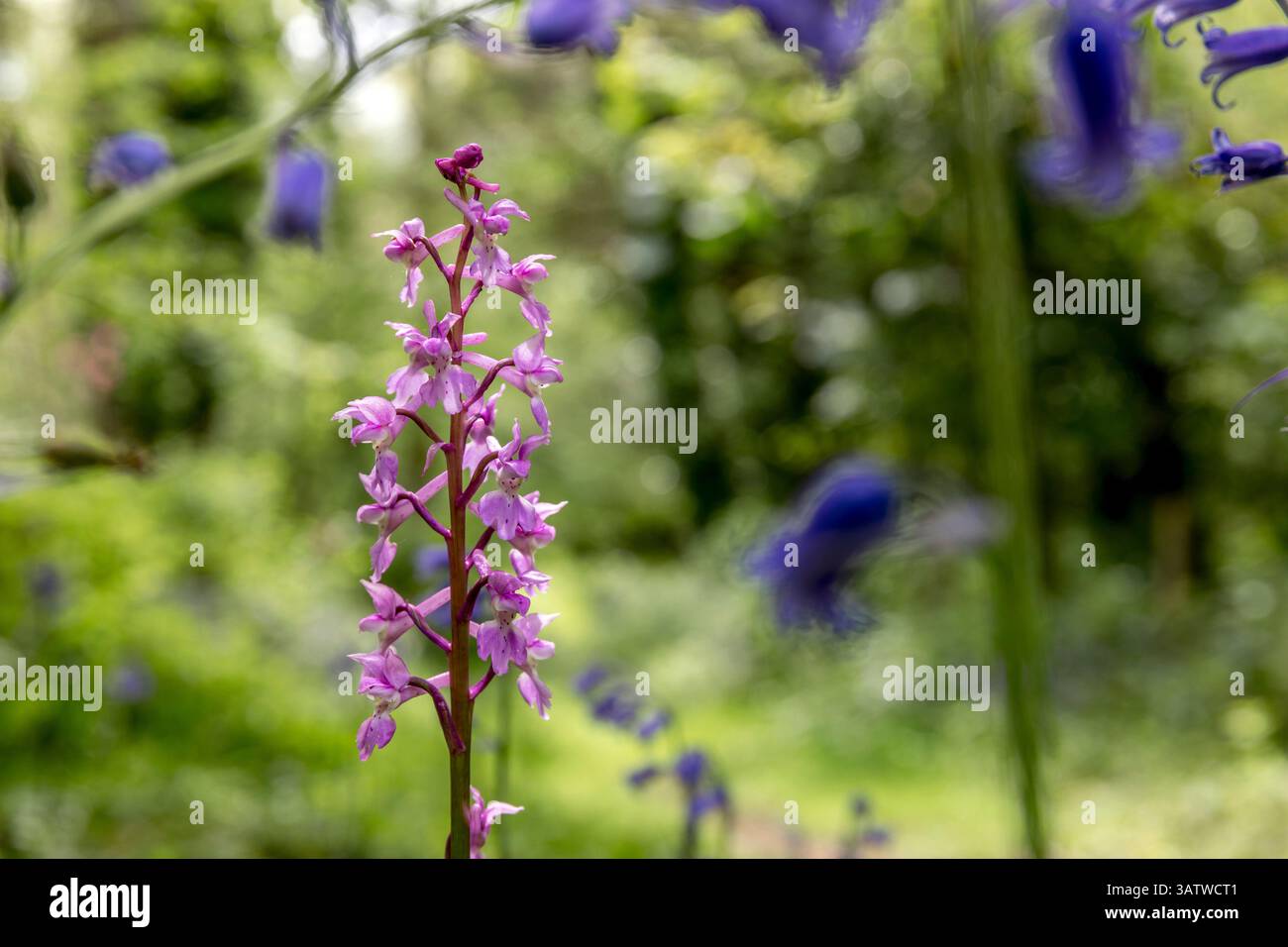 Early Purple Orchid; Orchis mascula; Fiore; Regno Unito Foto Stock