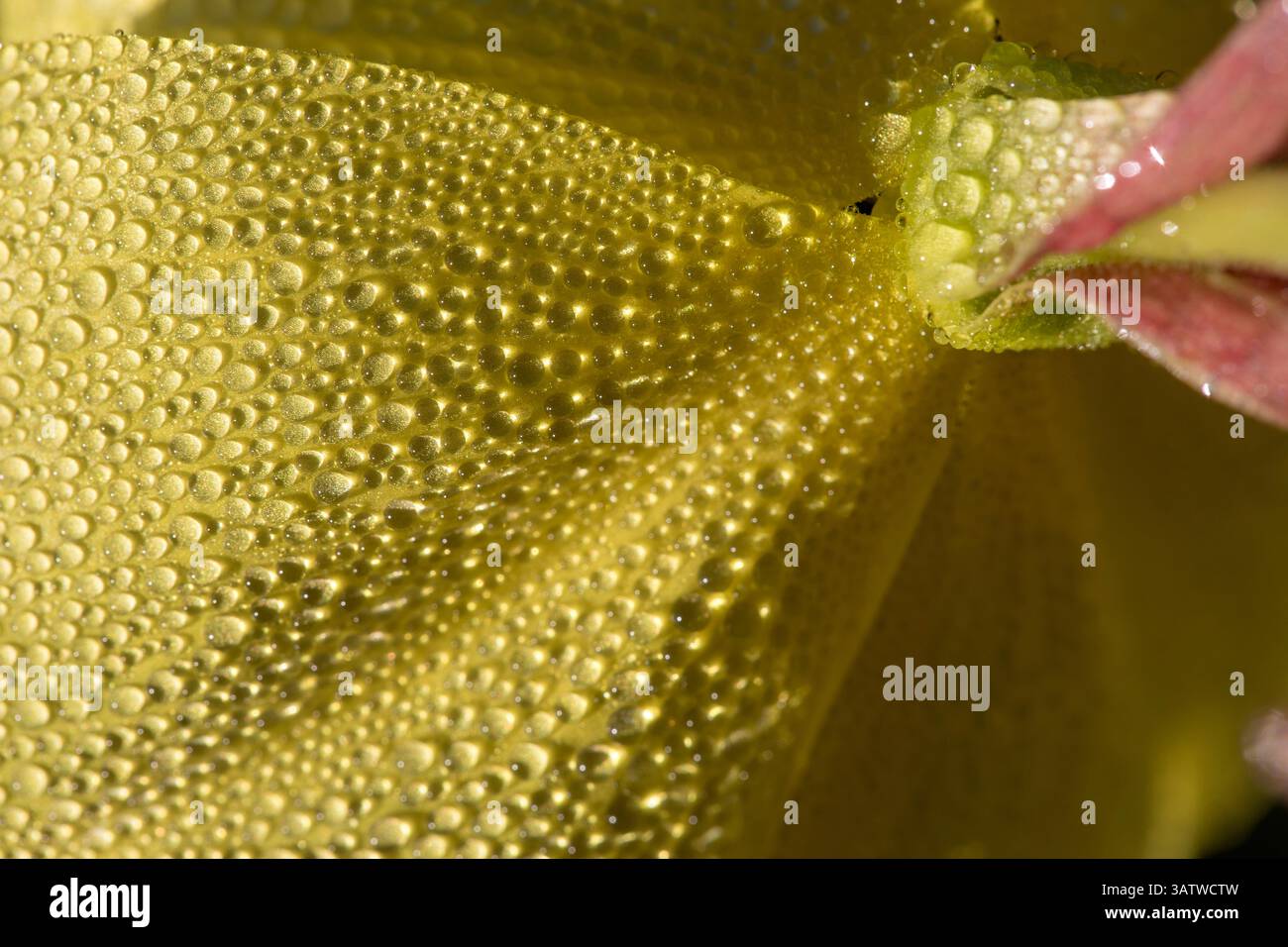 Primrose serale; Oenothera biennis; Fiore in rugiada; Regno Unito Foto Stock