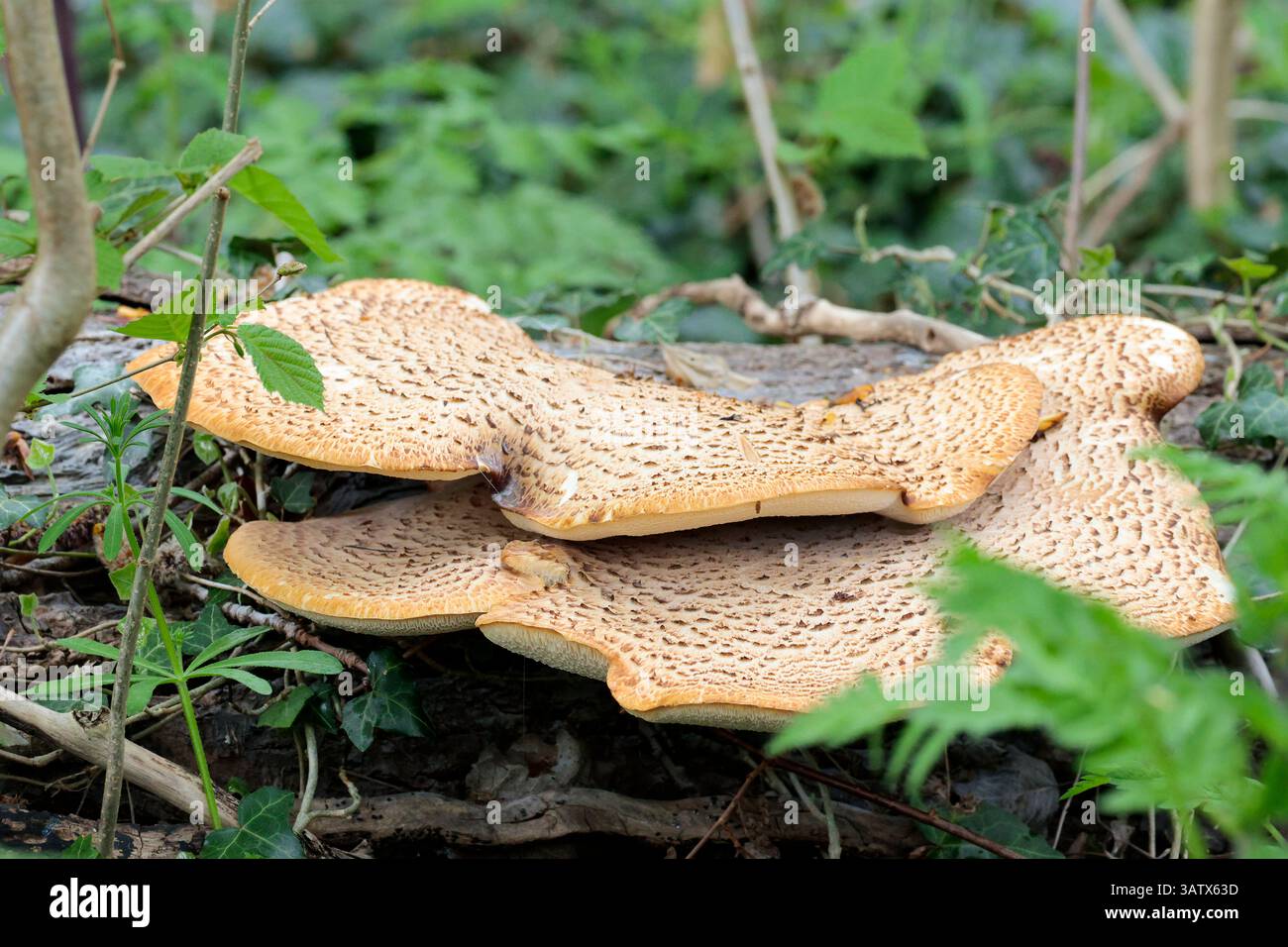 Ampia staffa o funghi da ripiano su tronco d'albero caduto due livelli bordi irregolari branchie bianche marrone pallido sopra con scale scure bordi esterni arancioni Foto Stock