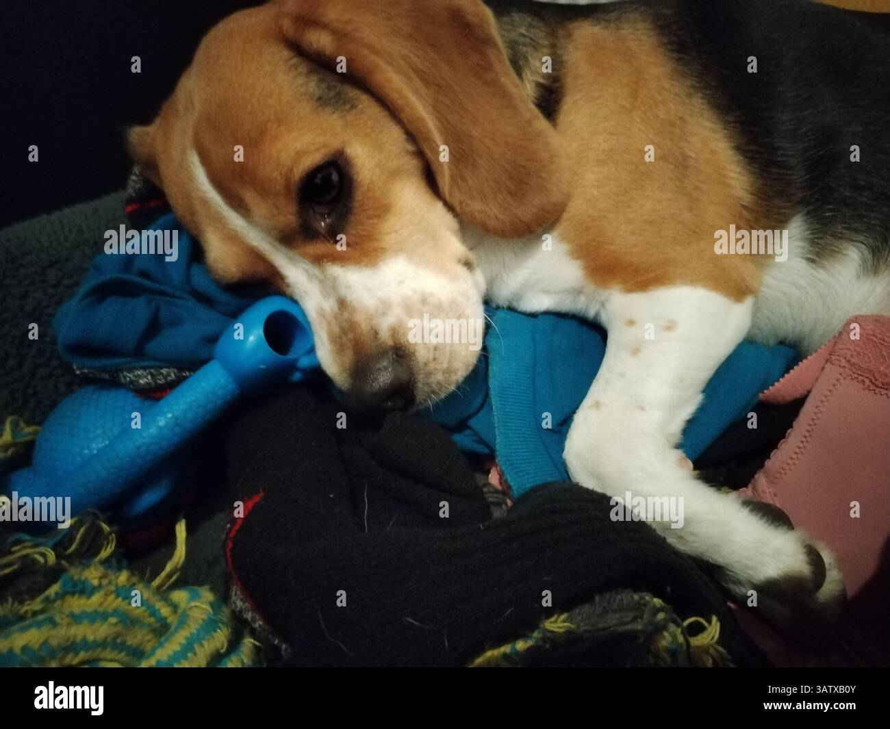 Cane che si posa sui loro giocattoli Foto Stock