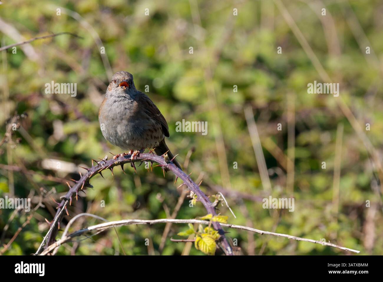 Dunnock Prunella modularis, su gambo bramble spinoso dorso marrone parti inferiori grigie blu fianchi striati ago come Bill Spring season Inghilterra Regno Unito Foto Stock