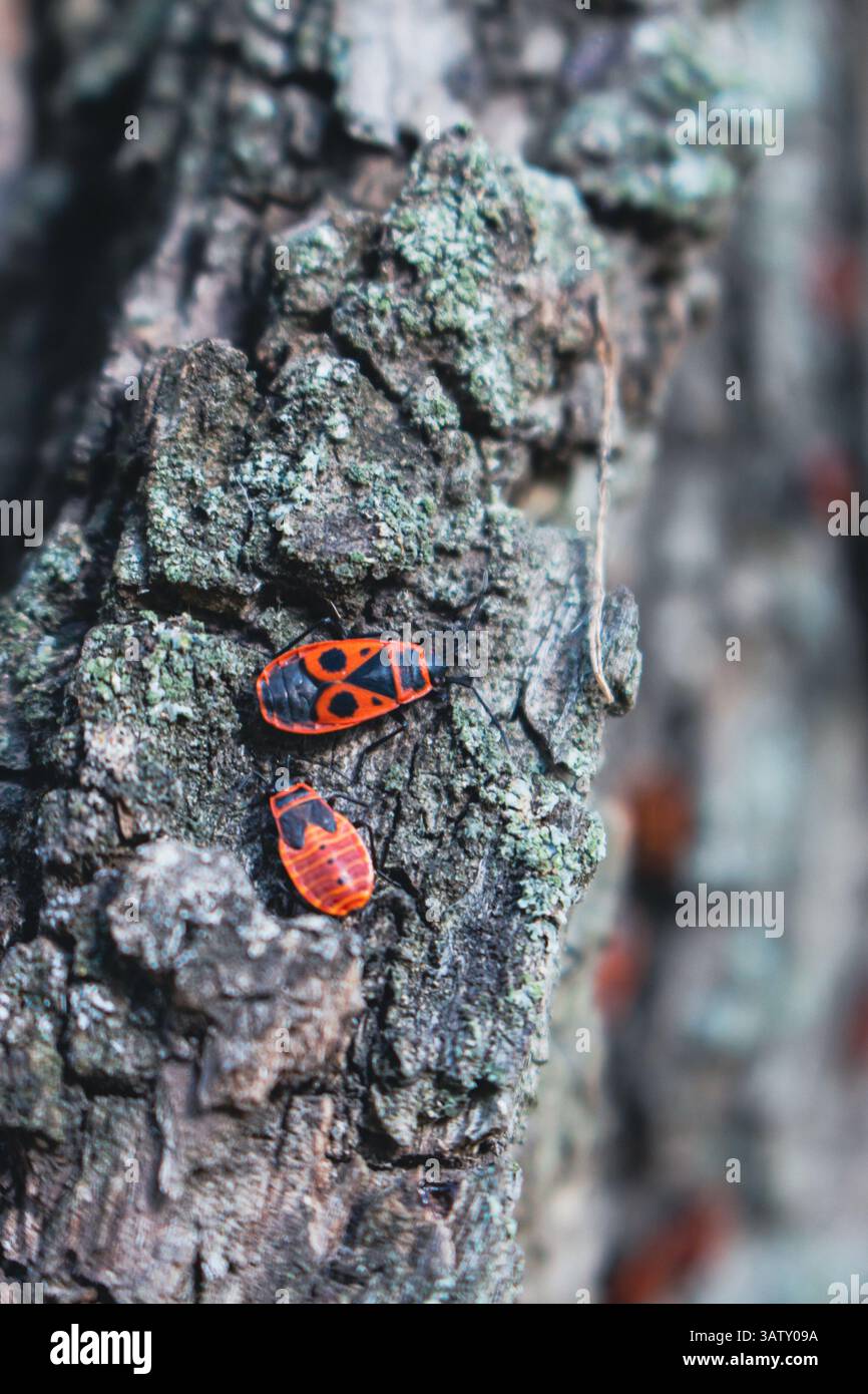 Insetto rosso su un tronco d'albero, primo piano. Piccoli insetti rossi e neri alla luce del sole nei boschi, da vicino. Bellezza nella natura. Concetto di fauna selvatica. Firebug nella foresta. Foto Stock