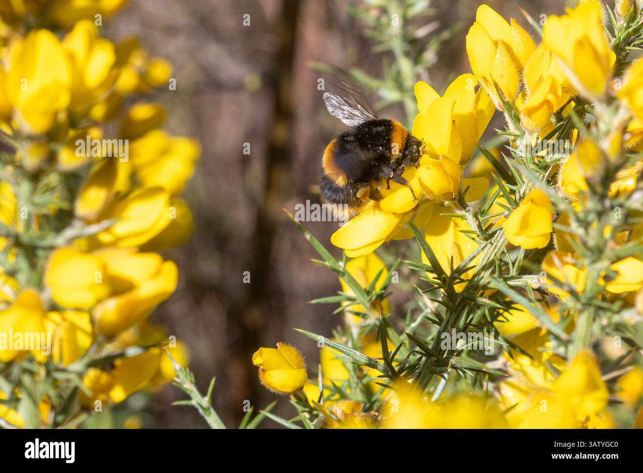 bumblebee (Bombus terrestris) a coda di rondine che si uniscono ai fiori gialli di gorse del Surrey Heathland, Inghilterra, Regno Unito Foto Stock