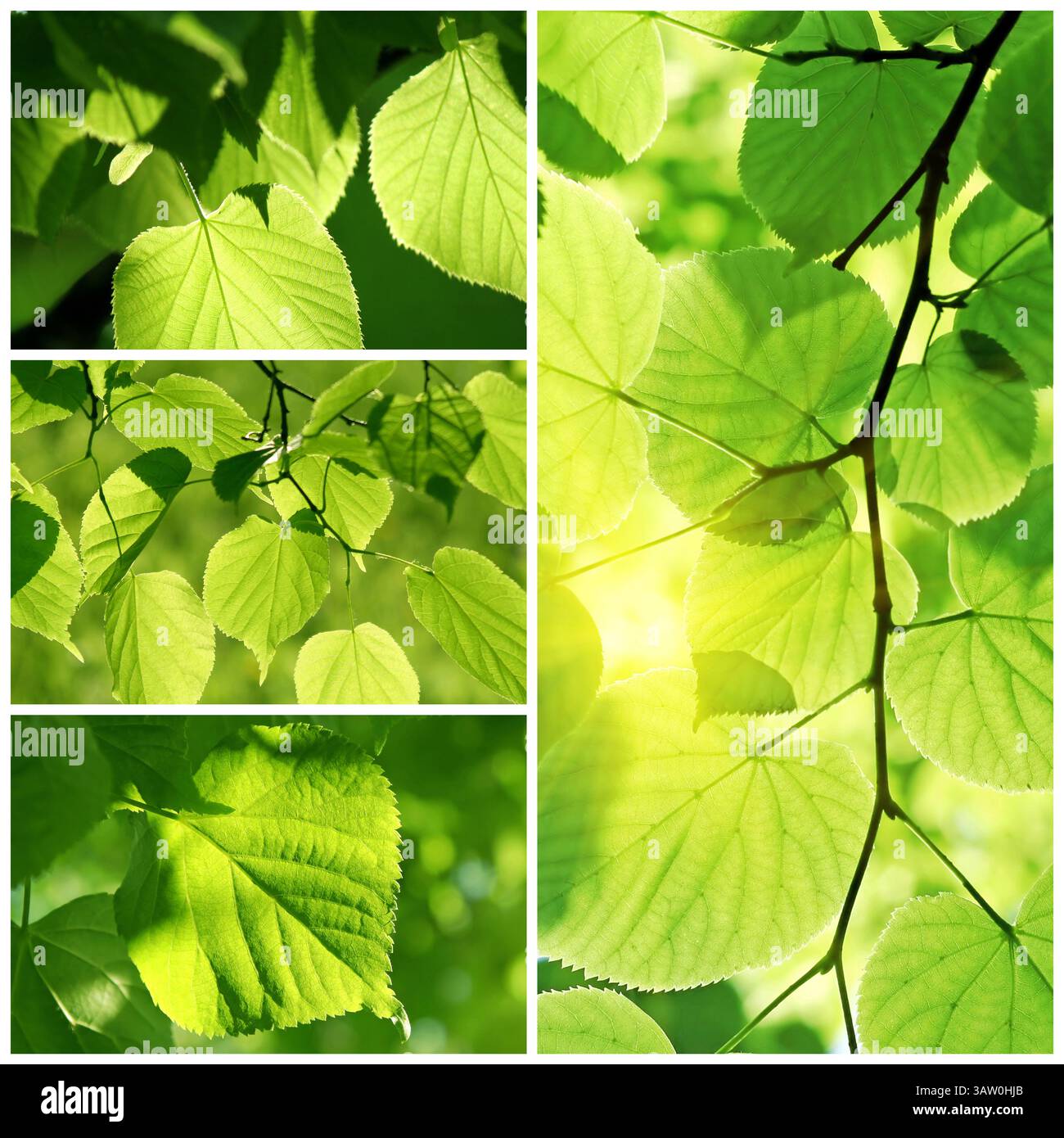 Collage verde brillante di foglie fresche di tiglio Foto Stock