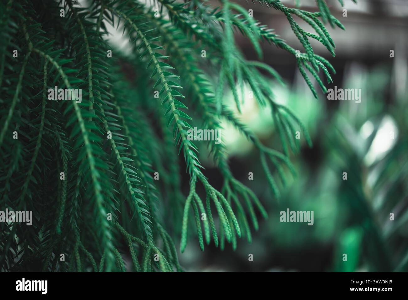 La felce in natura fa parte di un gruppo di piante vascolari (piante con xylem e phloem) che si riproducono attraverso spore e non hanno né semi né fiori, Foto Stock