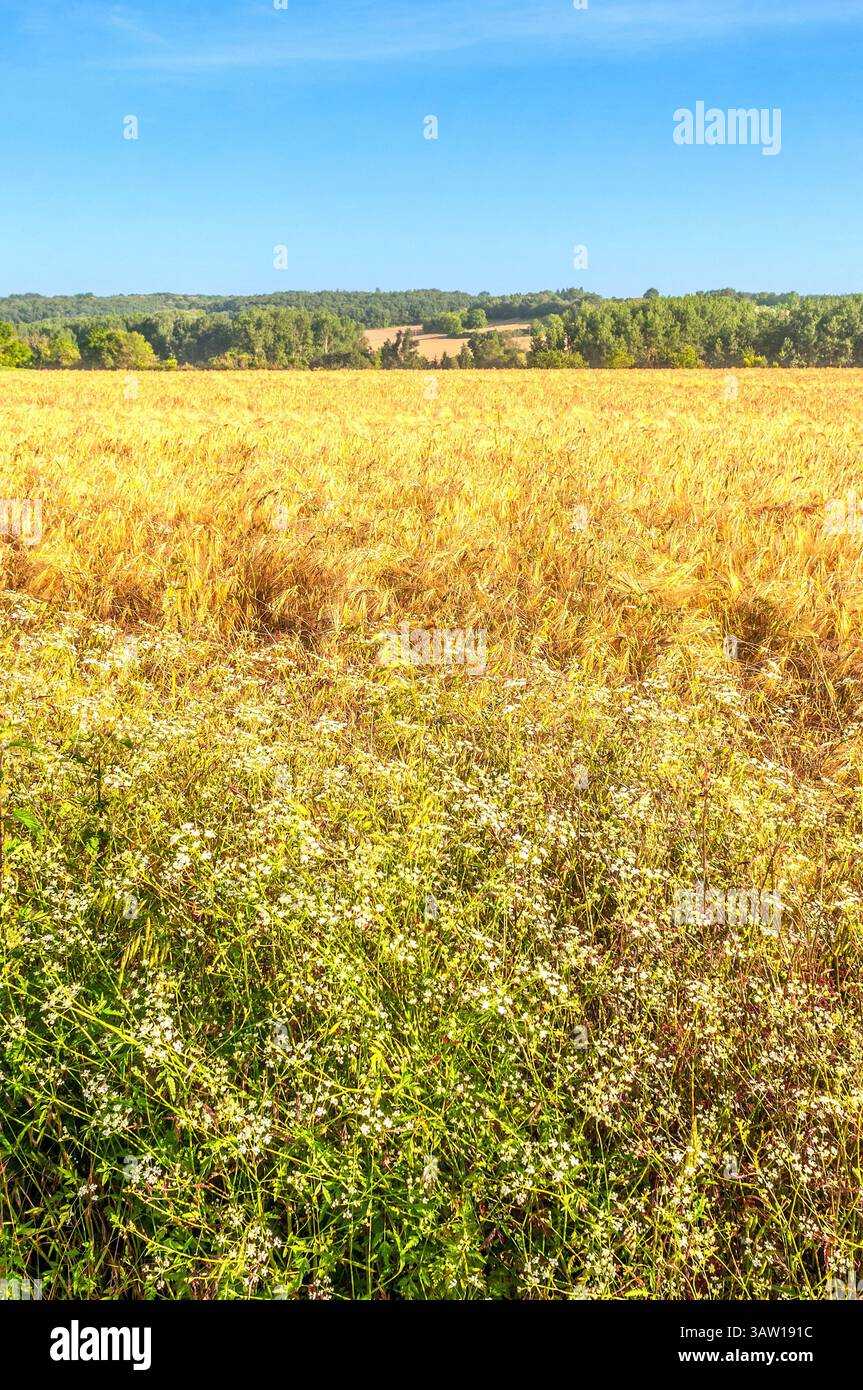 Erbe selvatiche ai margini del campo di grano - Francia centrale. Foto Stock