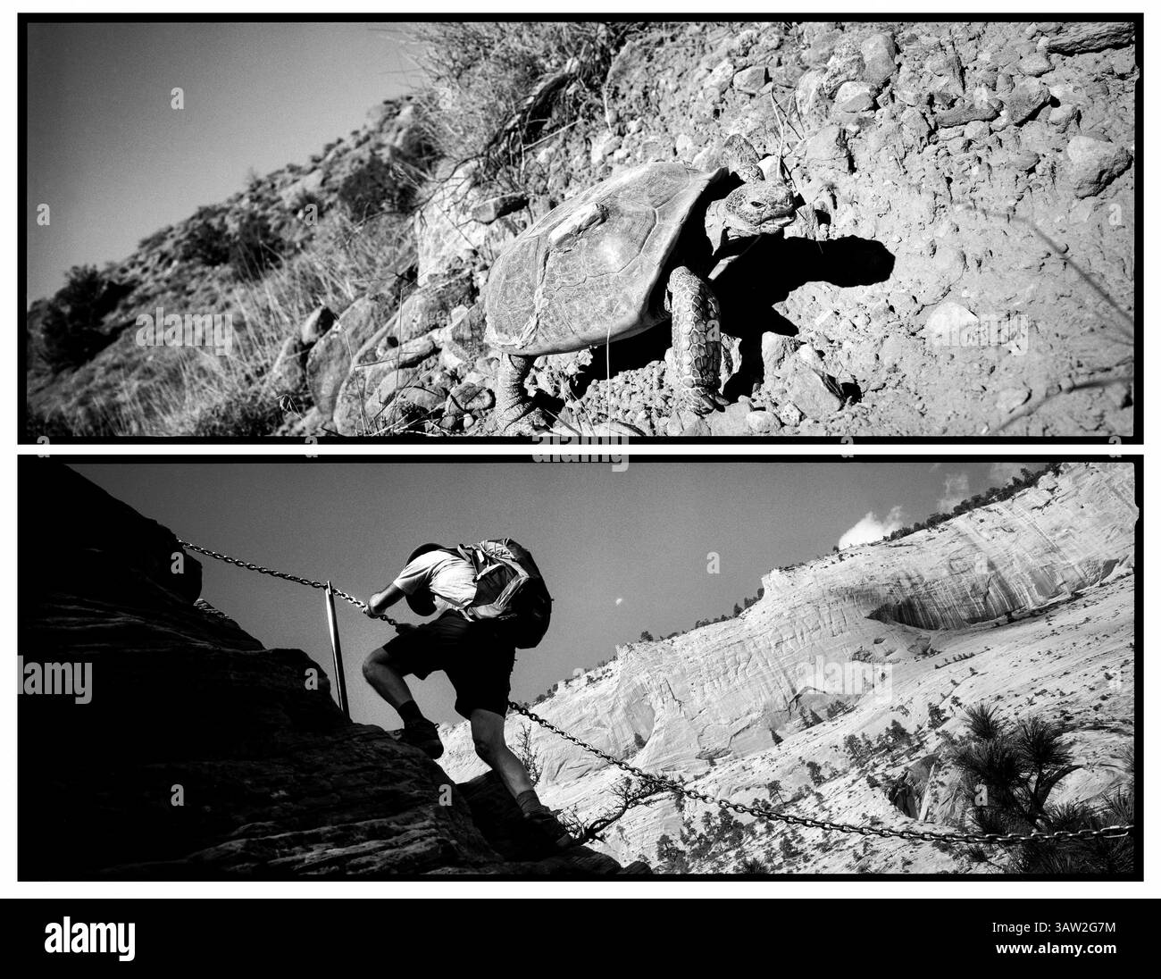 4 aprile 2016 - Utah, Stati Uniti - entrambi portano con sé ciò di cui hanno bisogno, una tartaruga del deserto minacciata si arrampica su una collina evoluendosi e adattandosi a questo terreno duro, mentre un escursionista con il suo zaino sale lungo il pericoloso sentiero della sporgenza verso Angel's Landing con l'aiuto di catene d'acciaio..Zion National Park artista-in-residence, settembre 2015. (Immagine di credito: © Benjamin Rusnak via ZUMA Wire) Foto Stock