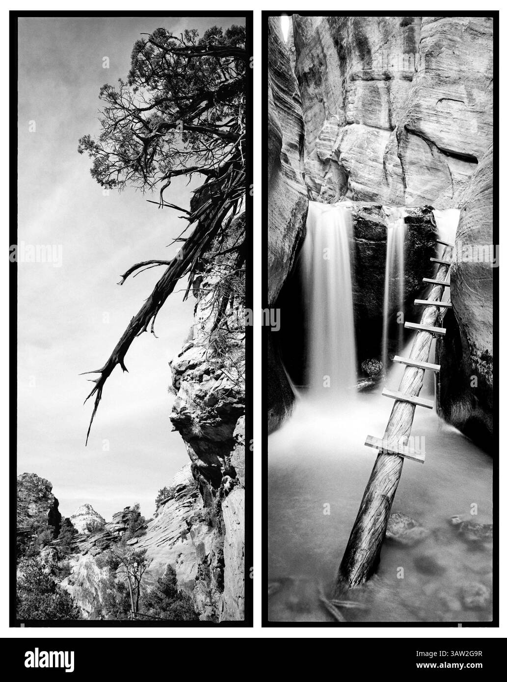 4 aprile 2016 - Utah, Stati Uniti - Un albero precipita lentamente lungo una scogliera lungo il sentiero panoramico del Canyon, mentre una scala artificiale consente agli escursionisti di scalare una cascata nel Kanarra Creek. In contrasto con il naturale ciclo di dissoluzione, siamo costretti a costruire e creare..Zion National Park artista-in-residence, settembre 2015. (Immagine di credito: © Benjamin Rusnak via ZUMA Wire) Foto Stock