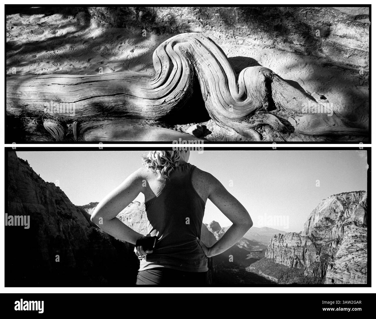 4 aprile 2016 - Utah, Stati Uniti - con gomiti causati da fattori sconosciuti, una radice di albero attraversa il sentiero panoramico del Canyon. Tutti i muscoli e i gomiti, un escursionista gode della vista dall'alto di Angel's Landing. Che si tratti di sopravvivenza o realizzazione, i nostri arti ci portano ai nostri obiettivi..Zion National Park artista-in-residence, settembre 2015. (Immagine di credito: © Benjamin Rusnak via ZUMA Wire) Foto Stock