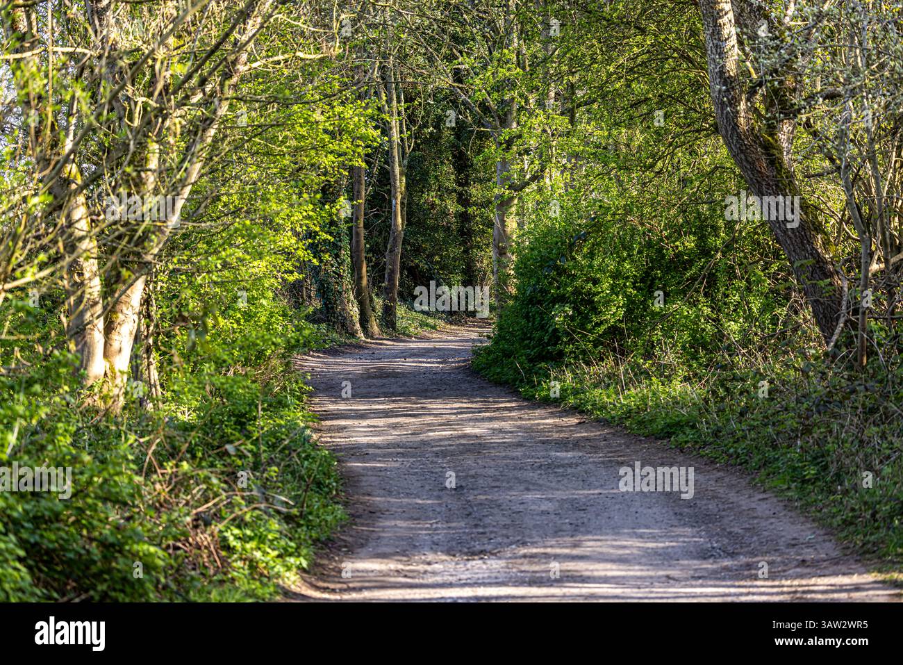 Un sentiero circondato da alberi, con luce soffusa Foto Stock