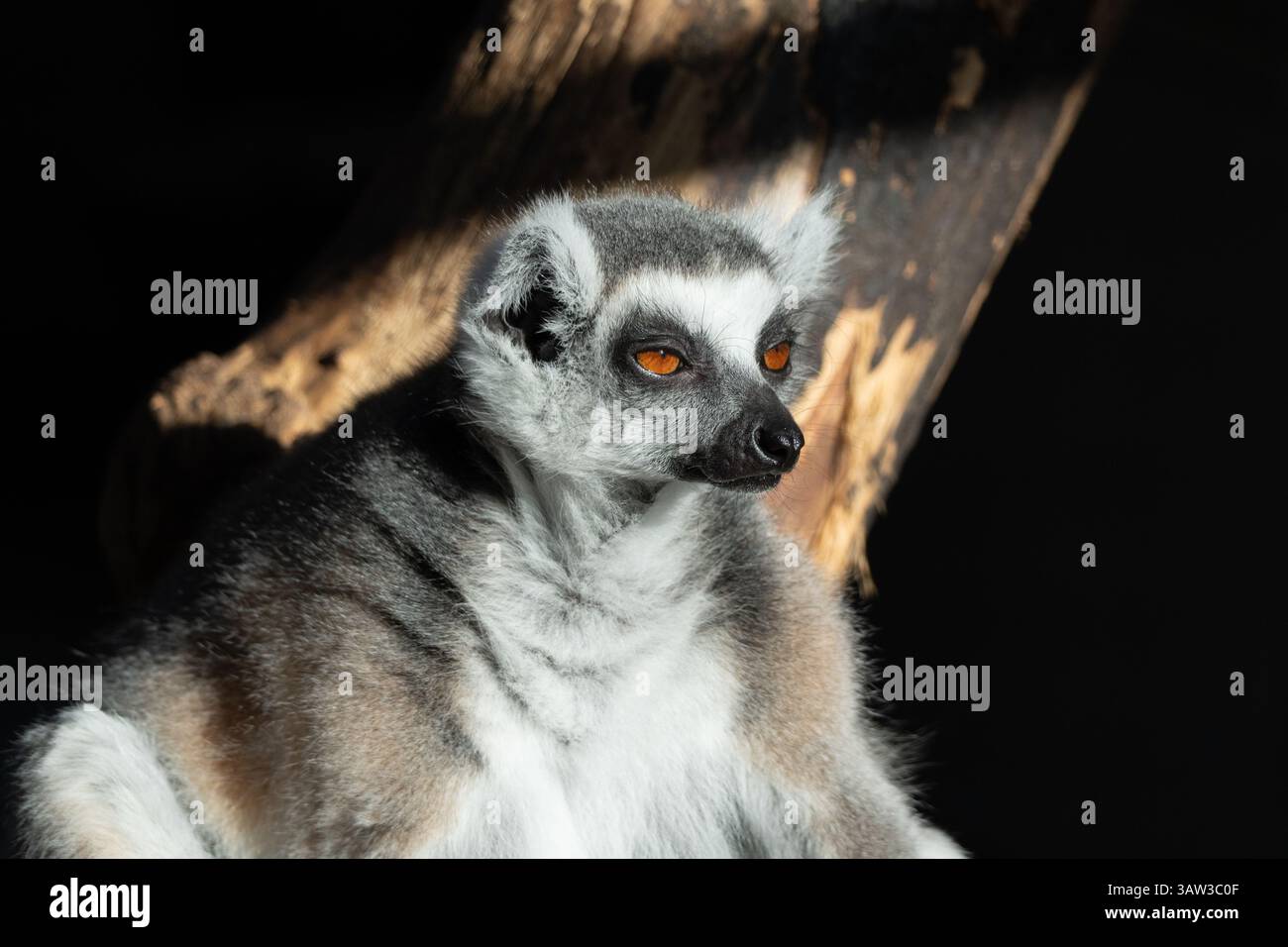Un lembo dalla coda ad anello, prevalentemente grigio e bianco, si trova su uno sfondo scuro. La luce del sole illumina la pelliccia e mette in risalto gli occhi arancioni. Un blu Foto Stock