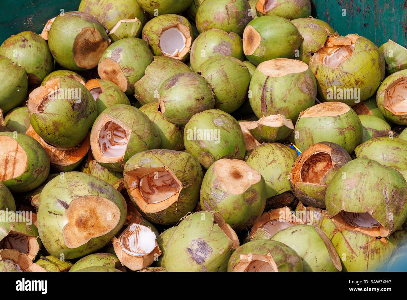 Smaltimento dell'esocarpa di cocco dopo la rimozione del noce, mira, Malesia, che può essere utilizzato per fare il compost verde Foto Stock