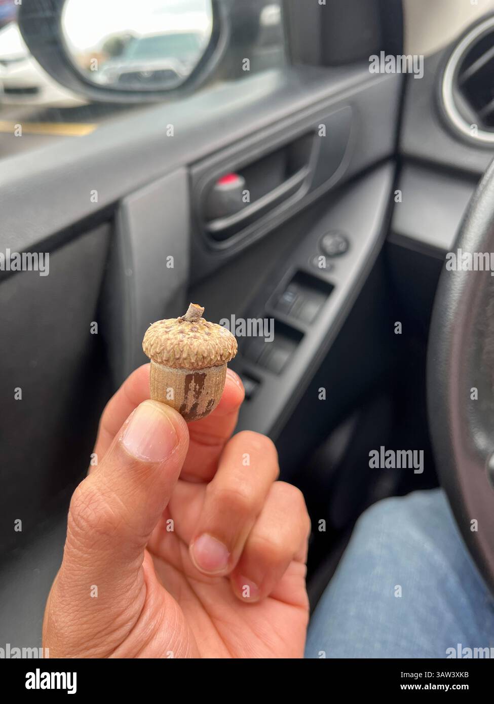 Una persona ha in mano una ghianda. La ghianda è piccola e marrone, ed è una noce. La persona lo sta tenendo vicino alla telecamera, e la scena va Foto Stock Una persona ha in mano una ghianda. La ghianda è piccola e marrone, ed è una noce. La persona lo sta tenendo vicino alla telecamera, e la scena va Foto Stock
