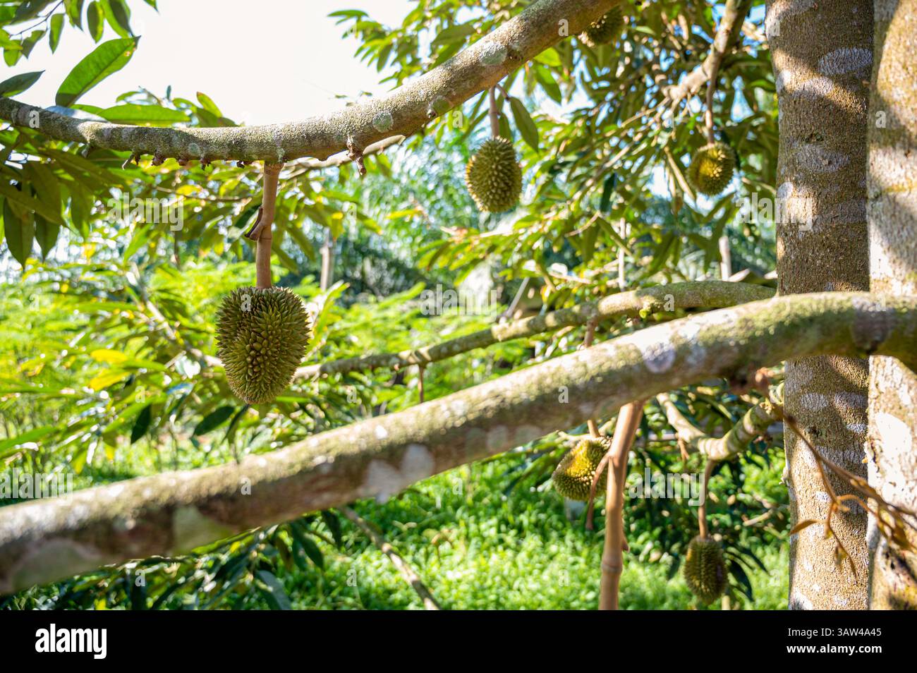 Il durian è un frutto noto come il re dei frutti. L'effetto duriano è grande e presenta spine dure che coprono l'intero guscio. Il durian è un frutto con un'uniq Foto Stock