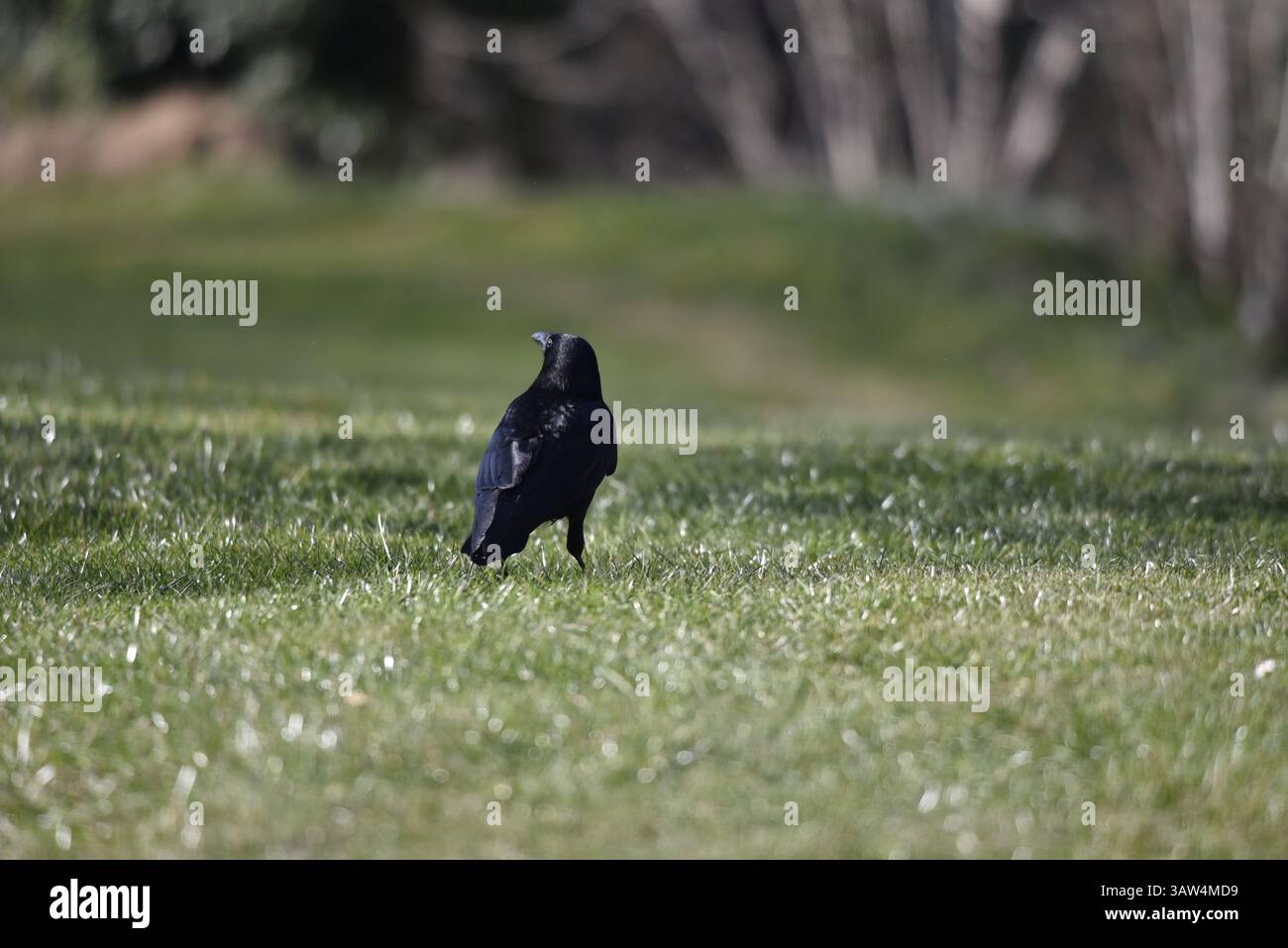 Ritratto posteriore di un corvo di carretto (Corvus corone) a sinistra dell'immagine, testa girata a sinistra, scattata in un tardo pomeriggio di sole nel Regno Unito in primavera Foto Stock