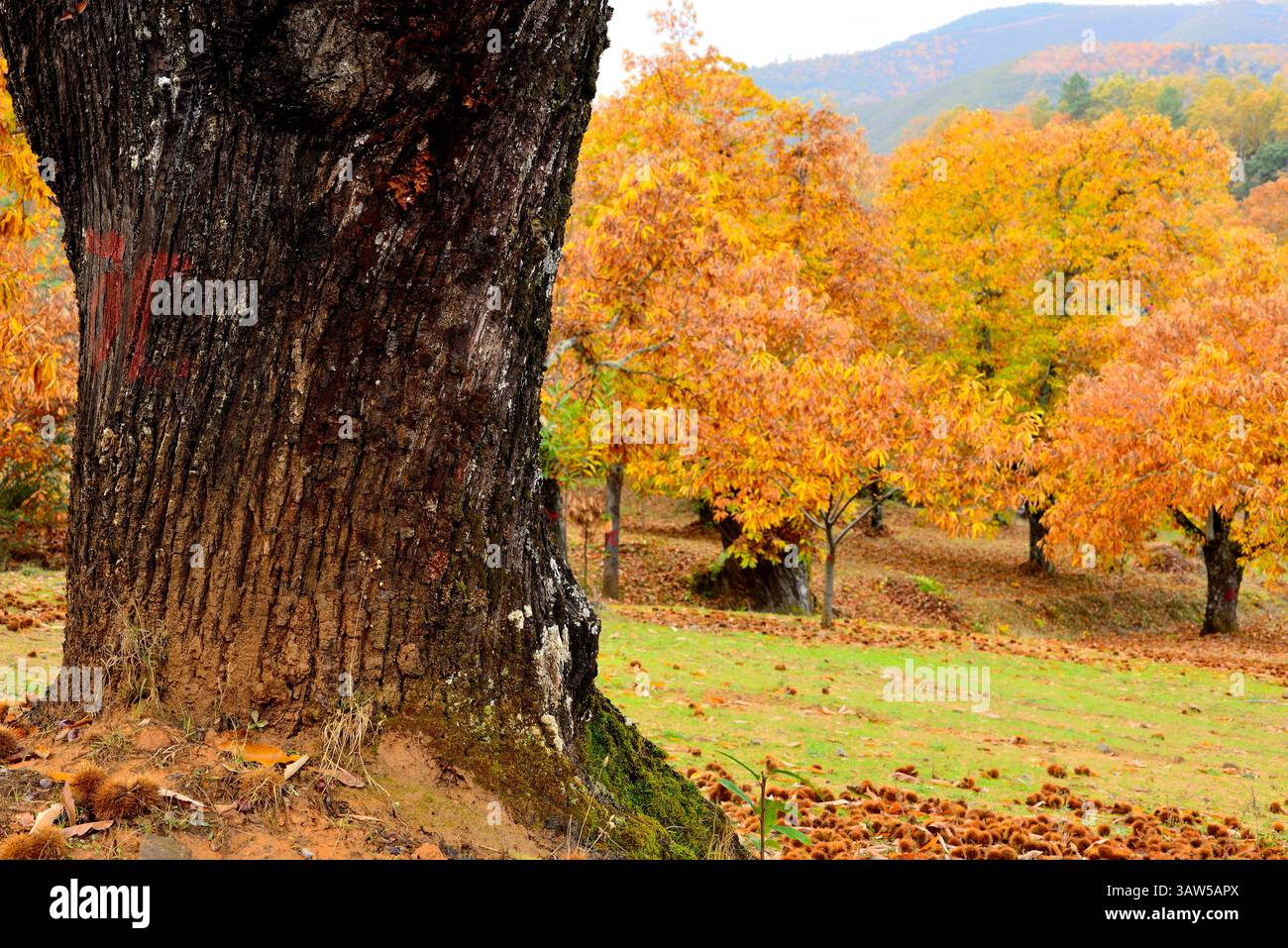 Castagne vicino a Vinhais, Tras-OS-Montes, Portogallo Foto Stock