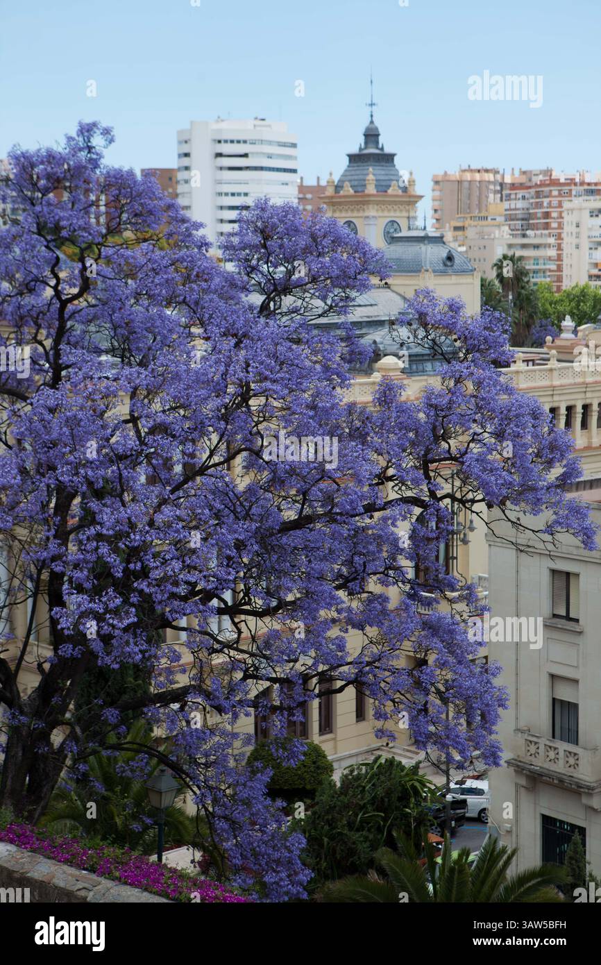 15 maggio 2016 - Malaga, Spagna - maggio a Malaga, Spagna, Turismo, Jacaranda mimosifolia è un albero subtropicale originario del Sud America centro-meridionale che è stato ampiamente piantato altrove per i suoi bellissimi e duraturi fiori blu. È anche conosciuto come jacaranda, jacaranda blu, poui nero, o come l'albero di felce. Fonti più antiche gli danno il nome sistematico di Jacaranda acutifolia, ma oggi è più comunemente classificato come Jacaranda mimosifolia. Nell'uso scientifico, il nome ''Jacaranda'' si riferisce al genere Jacaranda, che ha molti altri membri, ma nell'orticoltura e nell'uso quotidiano, io Foto Stock